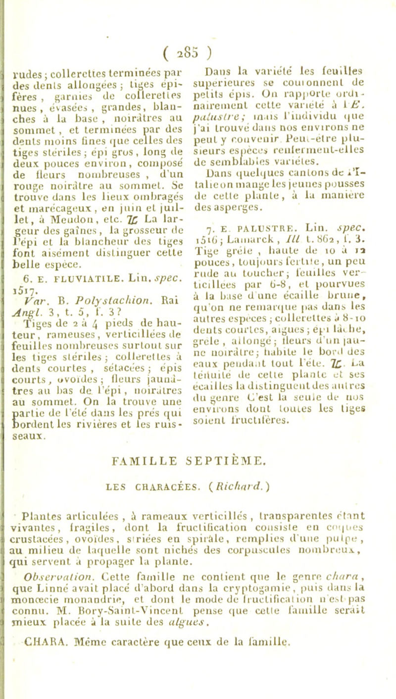 ( 285 ) rudes ; collerettes terminées par des dents allongées ; tiges épi- fères , garnies de collerettes nues, évasées, grandes, blan- ches ù la base , noirâtres au sommet , et terminées par des dents moins fines que celles des tiges stériles ; épi gros , long de deux pouces environ, composé de tlours nombreuses , d'un rouge noirâtre au sommet. Se trouve dans les lieux ombragés et marécageux, en juin et juil- let, à Meudou, etc. IC La lar- geur des gaines , la grosseur de l’épi et la blancheur des tiges font aisément distinguer celte belle espèce. 6. E. FLUVtATtLE. Lin. spec. j5i7. Var. B. Polyslachiori. Rai Angl. 3, t. 5, 1. 3? Tiges de 2 à 4 pieds de hau- teur, rameuses, verlicillées de feuilles nombreuses surtout sur les tiges stériles; collerettes à dents courtes , sétacées ; épis courts, «voides ; (leurs jaunâ- tres au bas de l’épi , noirâtres au sommet. On la trouve une arlie de l'été dans les prés qui ordent les rivières et les ruis- seaux. Dans la variété les feuilles supérieures se couionncnl de petits épis. On rapporte ordi- nairement cette variété à 1 E. palustre; mais l’individu que j'ai trouvé dans nos environs ne peut y convenir Peu,-etre plu- sieurs especes reiilermeul-elles de semblables variétés. Dans quelques cantons de *’I- talieon mange les jeunes pousses de cette plante, à la manière des asperges. 7. e palustre. Lin. spec. îâifi ; Lamarck , lll l. 862 , 1. 3. Tige grêle , haute de 10 à 12 pouces, toujours fertile, un peu rude au toucher; feuilles ver- ticillees par 6-8, et pourvues à la base dune écaille brune, qu'on ne remarque pas dans les autres especes ; collerettes à 8-10 dents courtes, aigues ; épi lâi lie, grele , allongé; tleurs d’un |au- ne noirâtre; habile le bord des eaux pendant tout l'éle. TC La téiluilé de cette plante et ses écailles la distinguent des autres du genre C’est la seule de nos environs dont toutes les tiges soient fructifères. FAMILLE SEPTIÈME. LES CI1ARACÉES. {Richard.) Plantes articulées , â rameaux verticillés , transparentes étant vivantes, fragiles, dont la fructification consiste en coques crustacées, ovoïdes, siriées en spirâle, remplies dune pulpe, au milieu de laquelle sont nichés des corpuscules nombreux, qui servent à propager la plante. Observation. Cette famille ne contient que le genre chara, que Linné avait placé d’abord dans la cryptogamie, puis dans la moncecie monandrie, et dont le mode de Iruclifical ion 11 es (pas connu. M. Bory-Saint-Vincenl pense que celle famille serait mieux placée à la suite des algues. CHARA. Même caractère que ceux de la famille.