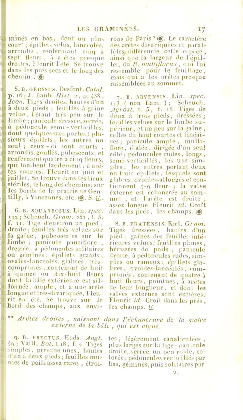 )(i minés on bas, dont nn pin, '1 cour' ; épilIcU velus, lanci'olés, ^arrondis, rcnleriuaiit c'iit| à ■sept lleiirs , à aiéles presque I droites. I lcuril I été. Se trouve . dans les près secs et le long des I' chemin . (à) !. 5. B. GROSSES. Desfont. 1 p. itj ; J. Bauli. flist. 5 , p. 43S , ,r Icon. Tiges droites, hautes d’un II- à deux pieds ; feuilles ;i gaîue ji: velue, Tétaul très-peu sur le ib limbe ; pauicule dressée,serrée, 91 à pédoncule senii - vertieilb's, h dont i|uel<|ues-uns portent plu- Ksieurs épillels, les autres un ijl seul ; ceux-ci sont eoiirls , 1(1 arrondis, gnnllés, pubescents, et )1 renferment fpialre àcinr| Heurs, I rjui tombent facilement , à aie- •) tes ronries. Fleurit en juin et J juillet. Se trouve dans les lieux II stériles, le long des chemins; sur 6 les bords de la prairie ite Gen- ,1 tilly, à Vincennes, etc. t^. S. ht. I 6. B. SQEARROSES. Lin. jpeo. ! 112; Sebeueb. Grain. ?5i , t 5, f. II. Tige d'environ un pied , II droite; feuilles très-velues sur E-la gaine, pubescenles sur le « limbe ; panieule pauciflr.re , ». dressée, à pédoncules solitaires iou géminés; épillels grands, ovales-lancéolés. glabres, très- qi comprimés , contenant de huit Il à ((uinze ou dix huit fleurs dont la bille extérieure est sil- M Ion née. ample, et a une arête J. longue et lrès-divarii|uée. Fleu- • rit en été. .Se trouve sur le 1 bord des champs, aux envi- A. *• Arêtes droites , eæterne de la bâte 17 rons de Paris ? lÿ. Le caractère des arêtes divariquées et paral- lèlesr difl'érencie celle e.»pi ce , ainsi que la largeur de Fépil- Icl, du F. mulUjlorus , ipii lui res cmble pour le feuillage, mais ()ui a les arêtes presque ras.semblées au sommet. 7. B. Ar.VEVSis. Lin. spcc. ii3 ( non Lam. ); Srheuch. Agrost. t. 5, I. i5. Tiges de deux à trois pieds, dressées; feuilles velues sur le limbe su- périeur , et un peu sur la gaine , celles du haut courtes et linéai- res; panieule ample, miilti- flore, étalée, dirigée d’un seul coté ; pédoncules rudes , longs , semi-verlicillés, les uns sim- ples, les autres portant deux ou trois épillels, lesquels sont glab. es, ovoides-allocgés et con- tiennent 7-q lleur: ; la valve externe est écbancrée au som- met , et l'arête est droite , assez longue. Fleurit id. Croit dans les prés, les champs. tS) H. B. PB ATENSI.S. Kœl. Gram. Tiges dressées , hautes d'un pied ; gaines des feuilles inlé- rieures velues; feuilles planes, hérissées de poils ; panieule droite, à pédoncules rudes, sim- files ou rameux ; ép'llets gla- ires, ovotdes-lancéolés, eom- irimés, contenant de (jiialre à mil fburs, pointues, a arêtes de leur longueur, et dont les valves externes sont entières. Fleurit id. Croît dans les prés , les champs. Li naissant dans l'iic/iancriire de la vaine , (Jiii est aiftaê. ' q. B. ERECTE.S. Huds Anfrl. I .Aq ; Aaill. Bot, t.iR, f. 2. Tiges iKsiniples, presque nues, hautes . d un a deux pieds; feuilles mu- 1 nies de poils assez rares , étroi- tes , légèrement canalirulées . plus larges sur la I ige ; panieule droite, serrée, un peu rnidc, co- lorée ; pédoncules verlieillés par bas, géminés, puis solitaires par 2.