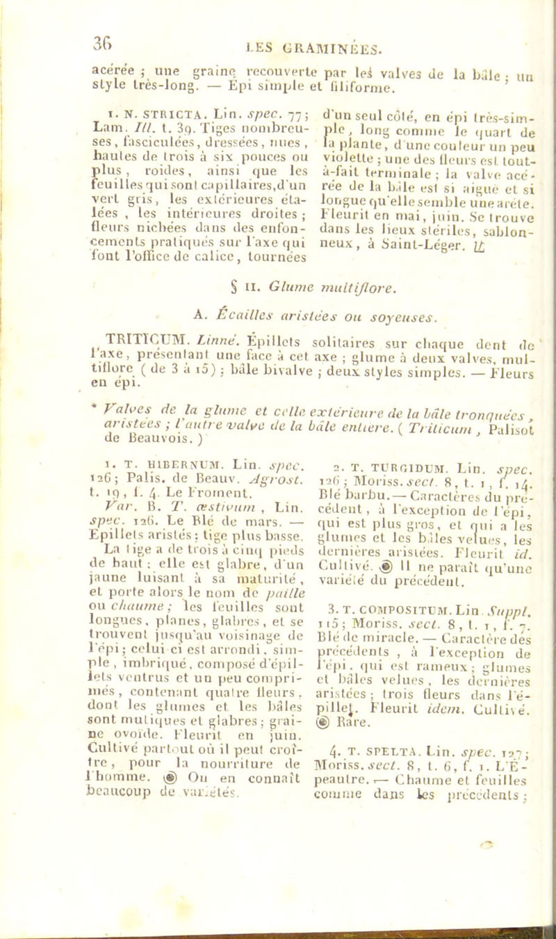 acerée ; une graine recouverte par Ici valves Ue la baie • itu style très-long. — Epi simple et lilifornie. ’ I. N. STRICTA. Lin. spec. Lam. Ht. l. 3q. Tiges nombreu- ses, fasciculées, dressées, mies , haules de Irois à six pouces ou plus, roides, ainsi que les feuilles qui soni ca pilla ires,d'un vert gris, les extérieures éta- lées , les intérieures droites ; fleurs nichées dans des enfon- cements pratiqués sur Taxe qui font TolTice de calice, tournées d'un seul coté, en épi trè.s-sim- ile, long comme le ijuart de aplanie, dune couleur un peu violette ; une des Heurs est lout- à-fait terminale; la valve acé- rée de la b.lle est si aigue et si longue qu elle semble une arête, fleurit en mai, juin. .Se t rou ve dans les lieux stériles, sablon- neux , à Saint-Léger. S ti. Glitme multijlore. A. Écailles arlstees ou soyeuses. TRITTCTJM. Linné. Êpillets solitaires sur chaque dent de ' 1 axe, présentait une face a cet axe ; glume à deux valves, mul- tillorc ( de 3 a i5) ; hàle bivalve ; deux styles simples. — Fleurs en epi. * Values de la glume et celle arlstees ; l'autre 'valve de la de Beauvois. ) 1. T. BiBERNEM. Lin. spec. laC; Palis, de Beauv. Jgrost. t. If), I. 4 Le Froment. Var. B. T. atstivum , Lin. spec. rat). Le Blé de mars. — Epillets aristés : lige plus basse. La lige a de trois à cinq pieds de haut: elle est glabre, d'un jaune luisant U sa maturité, et porte alors le nom de paille ou chaume ; les feuilles sont longues, planes, glabres, et se trouvent jusqu'au voisinage de Tépi; celui ci est arrondi, sim- ple , imbriqué, composé d'épil- lets ventrus et un peu compri- més , contenant quatre Heurs, dont les glumes et les haies sont mutiques et glabres; grai- ne ovoïde. Fleurit en juin. Cultivé parl.iul or'i il peut croî- tre, pour la iiourrilure de 1 homme, Ou en connaît extérieure de la Laie Ironque'es , Laie entiere. ( Trilicum , Palisot 2. T. TI'ROIDLM. Lin. spec. lati; Moliss. jec7. 8, t. I, F 14. Blé barbu. — Caractères du pré- cédent, ;'i Texceplion de l'épi, tiui est plus gros, et qui a les glumes et les b,lies velues, les dernières arisiées. Fleurit id. Cultivé. vS) Il ne paraît qu'une variété du précédent. 3. r. coMPOSiTBjr. Lin Suppl. 115 ; Moriss. sect. 8 , l. 1 , f. t. Blé de miracle. — Caractère dés précédents , ;i l'exception de l'épi. (|ui est rameux ; glumes et billes velues, les dernières aristées ; Irois Heurs dans Té- pillet. Fleurit idem. Cultivé. (§) Rare. 4. T. SPELTA. Lin. spec. 127; Moriss. aet7. 8, l. 6, f. 1. L'É- peautre.,— Chaume et feuilles