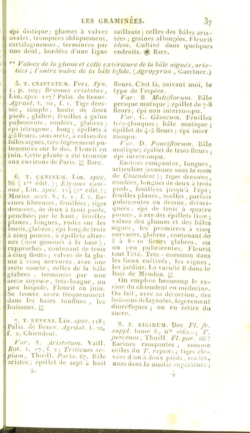 «pi üistique; glumes à valves saillanlej celles des baies aris- ovales, IroïKjiiecs obliquemenl, lées ; graines allongées. Eleurit carlilagineuses, terminées par idem. Cultivé dans quelipies une dent, bordées d'une ligne endroits.!^ Rare. * Valves de la gliwie et celle extérieure de la bâle aigues, aris- tees ; l'autre valve de la hdle bifide. (Jgropyro/i , Gaertner.) 5. T. CRIST.\TUM. Fers. .Çyn. I, p. loq; Bronius cristatus, Vni.spcc 129? Palis, de beauv. ylgrost. I. 20, I'. I. Tige dres- sée, simple, haute de deux pieds, glabre; Ceiiilles à gaine pubescenle, roulées, glabres; épi lélragone, long; épillets ,'i /J-Slieurs, sausaréle, ,i v.ilvesdcs baies aigues, très-légèremeul pu- besceiiles sur le dos. 1 leuril en juin. Cette plante a été trouvée aux environs de Paris. Rare. 6. T. CANINUM. Lin. spcc. 86 ( édit.); Elynius caiii- nus. Lin. spec. I2/| (a” édil.); Moriss s'ccl. 8, t. 1 , f. a. Ra- cines libreiises, fouillées; liges dressées, de deux ;i trois pieils, penebées par le baul ; femlles Elanes, longues, miles sur les ords, glabres ; épi longde trois à cinq pouces, à épillets alter- nes (non géminés à la base) , rapprochés , contenant de trois là cinq IleiîTs ; valves de la glu- me à cinq nervures , a\ec une arête courte; celles de la b.ile glabres , terminées par une arête soyeuse, très-longue, un peu bispide. Fleurit en juin. i>e trouve assez Iréquenimenl dans les baies touUues , les buissons. U, 7. T. iiEPEX'S. Lia. spec. 118; Palis, de Reauv. .dgrosl. t. 20, f. 2. Chiendent. Var. A. .f'isinluin. Vaill. Bol. t. 17, 1. 2; Triticum se- pium, Tbuill. Paris, ü-]. bille arislée; éiullct de sept à huit fleurs. C'est là, suivant moi, le type de l'espèce. Var. b Mulliflorum. R;île presque mutique; épillet de 7-8 Ueiirs; épi non interrompu. l'ar. C. Glaucuni. Feuilles' très-glauques ; bfile mutique ; épillet de 4-5 lleurs ; épi inter rompu. Var. D. Paucijlorum. Râle mutique; épillet de trois Heurs ; épi interrompu. Raeioe.s rampantes, longues, articulées (connues sous le nom de Chiendent)-, tiges dressées , coudées, longues de deux à trois picd.s, feuillees jiisquVi l'épi; feuilles [lianes , molles , parfois [uibescenles en dessus, divari- (jiiées; épi de trois à quatre pouces , à axe des épillets lisse ; valves des glumes et des baies aigues, les premières à cinq nervures, glabres , contenant de 3 à 8-10 Heurs glabres, ou un peu pubescenles. Fleurit tout l’eté. Très - conmiiiu dans les lieux cultivés, les vignes, les jardins. La variété B dans lé bois de Meudon, H On emploie beaucoup la ra- cine du chiendent en médecine. On lait , avec sa décoction, des boissons délayantes, légèrement diurétiques ; ou en retire du sucre. 8. T. RiGiDUai. Doc Fl. fr. suppl. tome 6, iio 10621,; T. junceuni ,'ï\\u\W Fl. par. 66? Racines rampantes , commo celles du T. repens ; tiges éle- vées d'un ;i deux pieds , roi.les, nues dans la moitié supérieure ;