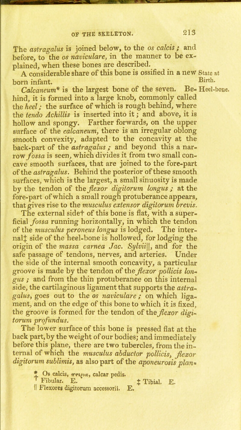 m—wu m.' OF THE SKELETON. 213 The astragalus is joined below, to the os calcis ; and before, to the os naviculare, in the manner to be ex- plained, when these bones are described. A considerable share of this bone is ossified in a new State at born infant. Birth. Calcaneum* is the largest bone of the seven. Be- Heel-boue. hind, it is formed into a large knob, commonly called the heel; the surface of which is rough behind, where the tendo Achillis is inserted into it; and above, it is hollow and spongy. Farther forwards, on the upper surface of the calcaneum, there is an irregular oblong smooth convexity, adapted to the concavity at the back-part of the astragalus ; and beyond this a nar- row fossa is seen, which divides it from two small con- cave smooth surfaces, that are joined to the fore-part of the astragalus. Behind the posterior of these smooth surfaces, which is the largest, a small sinuosity is made by the tendon of the flexor digilorum longus ; at the fore-part of which a small rough protuberance appears, that gives rise to the musculus extensor digilorum brevis. The external sidet of this bone is flat, with a super- ficial fossa running horizontally, in which the tendon of the musculus peroneus longus is lodged. The inter- nal J side of the heel-bone is hollowed, for lodging the origin of the massa carnea Jac. Sylvii\\, and for the safe passage of tendons, nerves, and arteries. Under the side of the internal smooth concavity, a particular groove is made by the tendon of the flexor pollicis lon- gus ; and from the thin protuberance on this internal side, the cartilaginous ligament that supports the astra- galus, goes out to the os naviculare; on which liga- ment, and on the edge of this bone to which it is fixed, the groove is formed for the tendon of the flexor digi- torum profundus. The lower surface of this bone is pressed flat at the back part, by the weight of our bodies; and immediately before this plane, there are two tubercles, from the in- ternal of which the musculus abductor pollicis, flexor digitorum sublimis, as also part of the aponeurosis plan » * Os calcis, irrigva, calcar pedis. J Fibular. E. + Tibial. E.