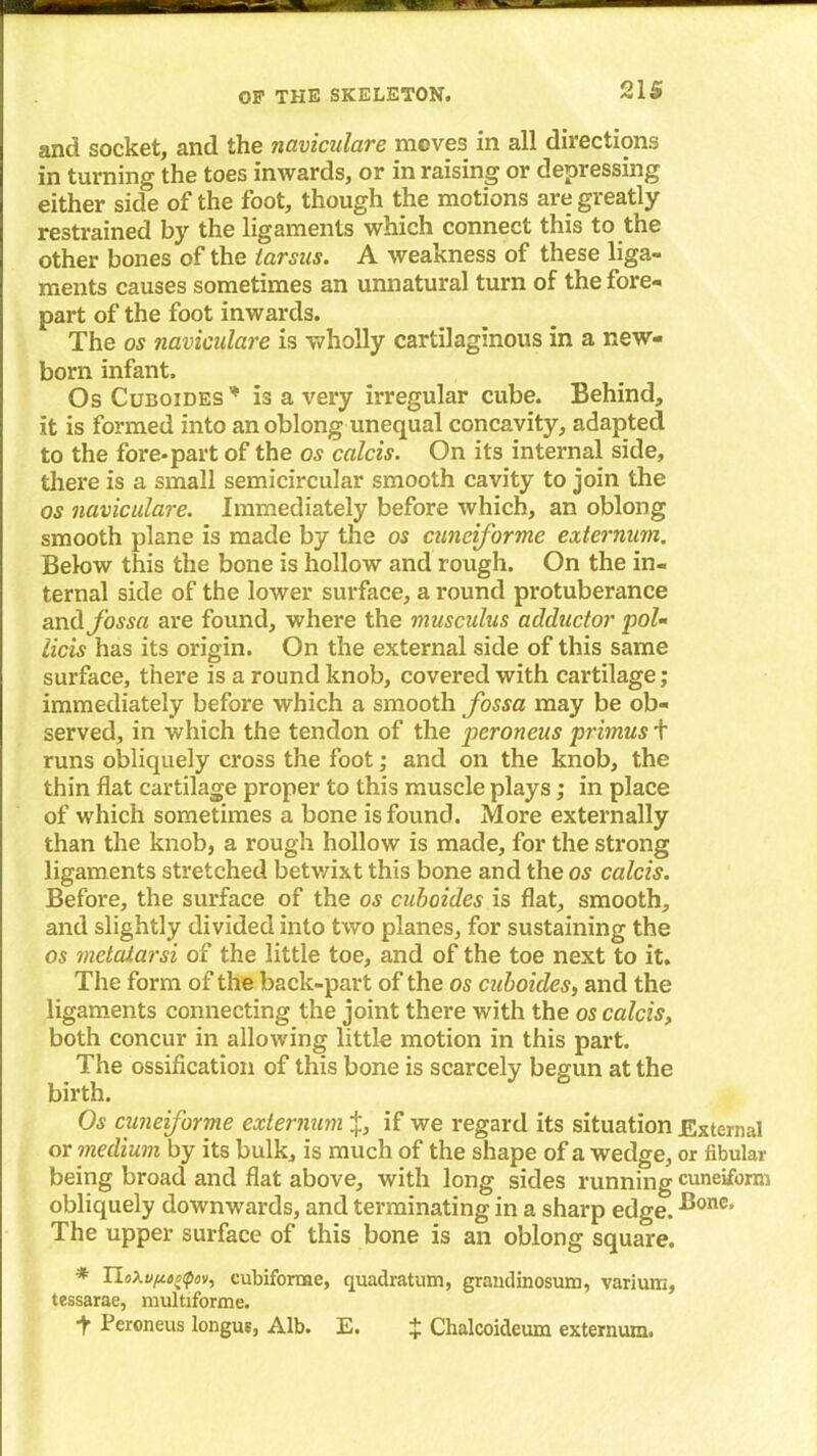 and socket, and the navicidare moves in all directions in turning the toes inwards, or in raising or depressing either side of the foot, though the motions are greatly restrained by the ligaments which connect this to the other bones of the tarsus. A weakness of these liga- ments causes sometimes an unnatural turn of the fore- part of the foot inwards. The os naviculare is wholly cartilaginous in a new- born infant. Os Cuboides* is a very irregular cube. Behind, it is formed into an oblong unequal concavity, adapted to the fore-part of the os calcis. On its internal side, there is a small semicircular smooth cavity to join the os naviculare. Immediately before which, an oblong smooth plane is made by the os cunciformc externum. Below this the bone is hollow and rough. On the in- ternal side of the lower surface, a round protuberance and fossa are found, where the musculus adductor pol- licis has its origin. On the external side of this same surface, there is a round knob, covered with cartilage; immediately before which a smooth fossa may be ob- served, in which the tendon of the peroneus primus t runs obliquely cross the foot; and on the knob, the thin flat cartilage proper to this muscle plays; in place of which sometimes a bone is found. More externally than the knob, a rough hollow is made, for the strong ligaments stretched betv/ixt this bone and the os calcis. Before, the surface of the os cuboides is flat, smooth, and slightly divided into two planes, for sustaining the os metatarsi of the little toe, and of the toe next to it. The form of the back-part of the os cuboides, and the ligaments connecting the joint there with the os calcis, both concur in allowing little motion in this part. The ossification of this bone is scarcely begun at the birth. Os cuneiforme externum if we regard its situation External or medium by its bulk, is much of the shape of a wedge, or fibular being broad and flat above, with long sides running cuneiform obliquely downwards, and terminating in a sharp edge. ^onc’ The upper surface of this bone is an oblong square. * TLoXvpoctpov, cubiforme, quadratum, grandinosum, varium, tessarae, multiforme. t Peroneus longue, Alb. E. J Chalcoideum externum.