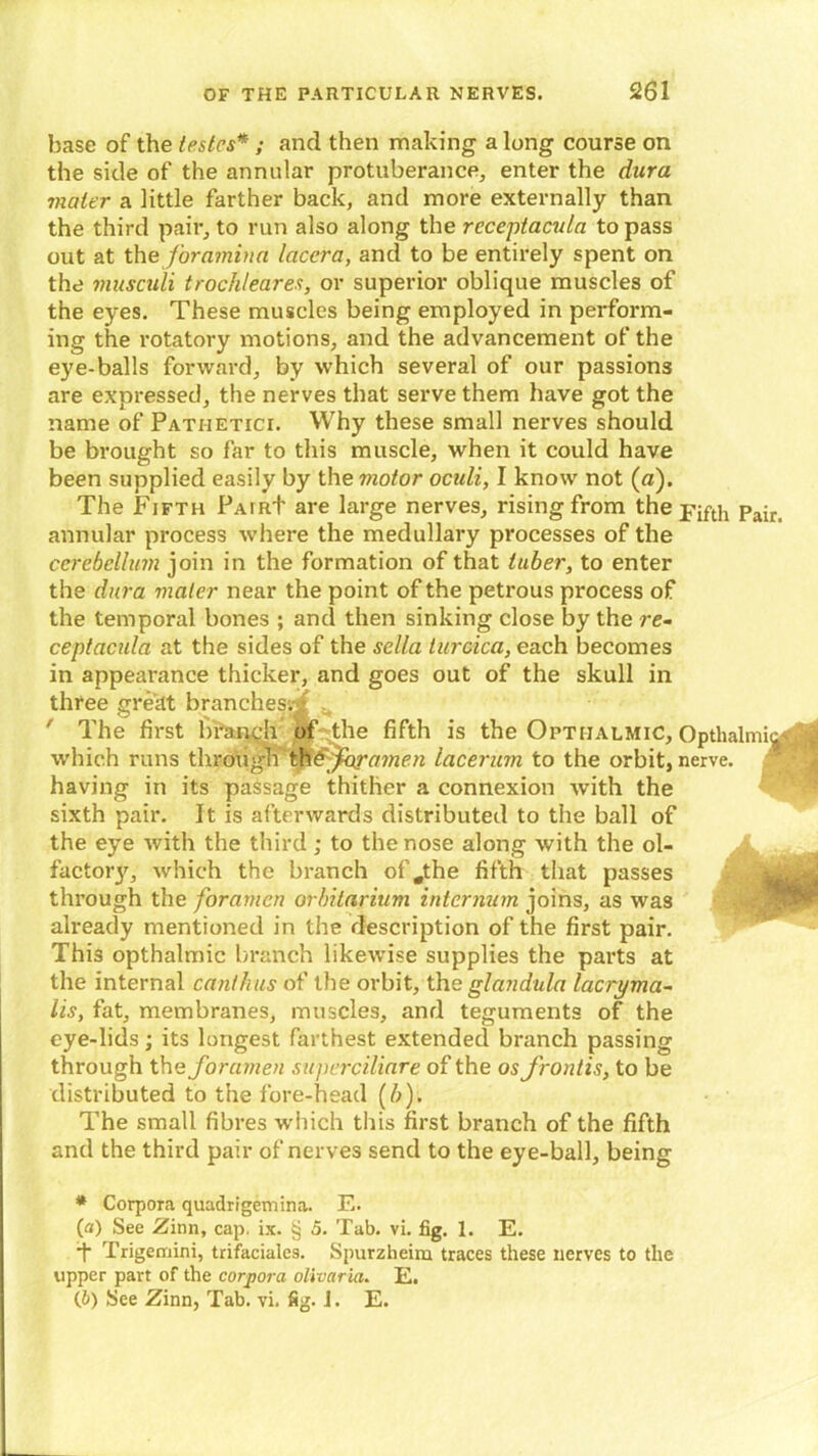 base of the testes* ; and then making a long course on the side of the annular protuberance, enter the dura mater a little farther back, and more externally than the third pair, to run also along the receptacula to pass out at the foramina lacera, and to be entirely spent on the musculi trochleares, or superior oblique muscles of the eyes. These muscles being employed in perform- ing the rotatory motions, and the advancement of the eye-balls forward, by which several of our passions are expressed, the nerves that serve them have got the name of Pathetici. Why these small nerves should be brought so far to this muscle, when it could have been supplied easily by the motor ocidi, I know not (a). The Fifth Pair+ are large nerves, rising from the pajr annular process where the medullary processes of the cerebellum join in the formation of that tuber, to enter the dura mater near the point of the petrous process of the temporal bones ; and then sinking close by the re- ceptacida at the sides of the sella turcica, each becomes in appearance thicker, and goes out of the skull in three great branches^ ' The first branch of the fifth is the OpthalmiC, Opthalmic- which runs through the foramen lacerum to the orbit, nerve. ^ having in its passage thither a connexion with the sixth pair. It is afterwards distributed to the ball of the eye with the third; to the nose along with the ol- factoiy, which the branch ofJthe fifth that passes through the foramen orbitaritlm internum joins, as was already mentioned in the description of the first pair. This opthalmic branch likewise supplies the parts at the internal cant bus of the orbit, the glan dula lacryma- lis, fat, membranes, muscles, and teguments of the eye-lids; its longest farthest extended branch passing through the foramen superciliare of the os frontis, to be distributed to the fore-head (/;). The small fibres which this first branch of the fifth and the third pair of nerves send to the eye-ball, being * Corpora quadrigemina. E. (а) See Zinn, cap. ix. § 5. Tab. vi. fig. 1. E. Trigemini, trifaciales. Spurzheim traces these nerves to the upper part of the corpora olivaria. E. (б) See Zinn, Tab. vi. fig. I. E.