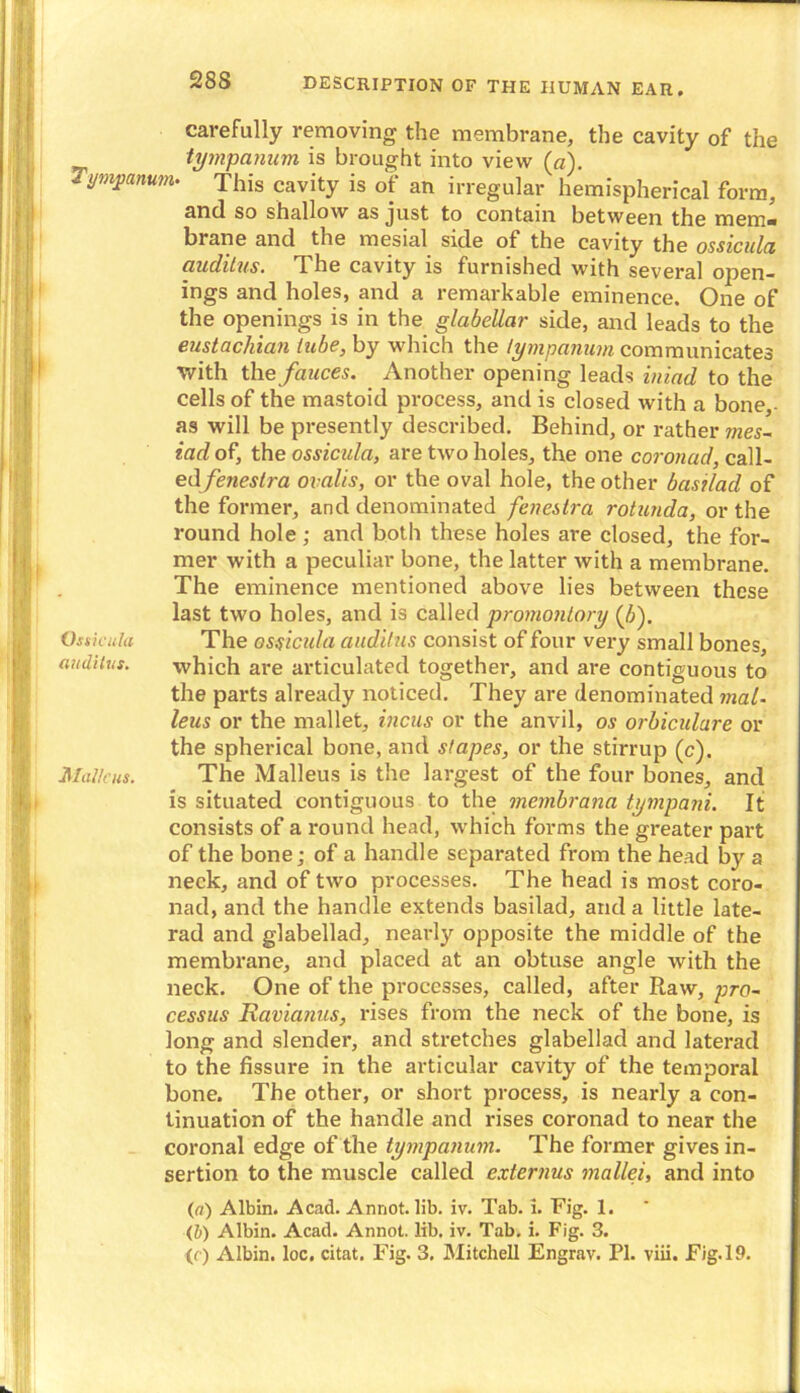 carefully removing the membrane, the cavity of the tympanum is brought into view (a). Tympanum- This cavity is of an irregular hemispherical form, and so shallow as just to contain between the mem« brane and the mesial side of the cavity the ossicula audilus. The cavity is furnished with several open- ings and holes, and a remarkable eminence. One of the openings is in the glabellar side, and leads to the eustachian tube, by which the tympanum communicates with the fauces. Another opening leads iniad to the cells of the mastoid process, and is closed with a bone, as will be presently described. Behind, or rather mes- iad of, the ossicula, are two holes, the one coronad, call- ed fenestra ovalis, or the oval hole, the other basilad of the former, and denominated fenestra rotunda, or the round hole ; and both these holes are closed, the for- mer with a peculiar bone, the latter with a membrane. The eminence mentioned above lies between these last two holes, and is called promontory {b). Osiicula The ossicula audilus consist of four very small bones, audilus. which are articulated together, and are contiguous to the parts already noticed. They are denominated mal- leus or the mallet, incus or the anvil, os orbiculare or the spherical bone, and stapes, or the stirrup (c). Malleus. The Malleus is the largest of the four bones, and is situated contiguous to the membrana tympani. It consists of a round head, which forms the greater part of the bone; of a handle separated from the head by a neck, and of two processes. The head is most coro- nad, and the handle extends basilad, and a little late- rad and glabellad, nearly opposite the middle of the membrane, and placed at an obtuse angle with the neck. One of the processes, called, after Raw, pro~ cessus Ravianus, rises from the neck of the bone, is long and slender, and stretches glabellad and laterad to the fissure in the articular cavity of the temporal bone. The other, or short process, is nearly a con- tinuation of the handle and rises coronad to near the coronal edge of the tympanum. The former gives in- sertion to the muscle called externus mallei, and into (a) Albin. Acad. Annot. lib. iv. Tab. i. Fig. 1. (&) Albin. Acad. Annot. lib. iv. Tab. i. Fig. 3. <c) Albin. loc. citat. Fig. 3. Mitchell Engrav. PI. viii. Fig. 19.