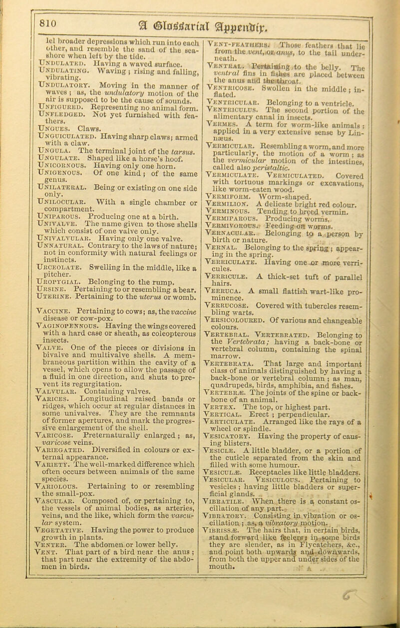 lel broader dcprcBsions wliich run into cacli other, and resemble the sand of the sea- shore when left by the tide. TJni)Ulatki>. Having a waved surface. Undulatino. Waving; rising and falling, vibrating. Undulatoky. Moving in the manner of waves 1 as, the undulatory motion of tlie air is supposed to bo the cause of sounds. Unfiouked. Representing no animal form. Unfledged. Not yet furnished with fea- thers. Ungues. Claws. Unouiculated. Having sharp claws; armed witli a olaw. Unoula. The terminal joint of the tarsus. Ungulate. Shaped like a horse’s hoof. Unicoknous. Having only one horn. Unigenous. Of one kind; of the same genus. Unilatekal. Being or existing on one side only. Unilocular. With a single chamber or compartment. Unipaiious. Producing one at a birth. Univalve. The name given to those shells which consist of one valve only. Univalvular. Having only one valve. Unnatural. Contrary to the laws of nature; not in conformity with natural feelings or instincts. Urceolate. Swelling in the middle, like a pitcher. Uropygial. Belonging to the rump. Ursine. Pertaining to or resembling a bear. Uterine. Pertaining to the uterus or womb. Vaccine. Pertaining to cows; as, theuaccine disease or cow-pox. Vaginopennous. Having the wings covered with a hard case or sheath, as coleopterous insects. Valve. One of the pieces or divisions in bivalve and multivalve shells. A mem- braneous partition within the cavity of a vessel, which opens to allow the passage of a fluid in one direction, and shuts to pre- vent its regurgitation. Valvular. Containing valves. Varices. Longitudinal raised bands or ridges, which occur at regular distances in some imivalves. They are the remnants of former apertures, and mark the progres- sive enlargement of the shell. Varicose. Preternaturally enlarged ; as, varicose veins. Variegated. Diversified in colours or ex- ternal appearance. Variety. The well-marked difference which often occurs between animals of the same species. Variolous. Pertaining to or resembling the small-pox. Vascular. Composed of, or pertaining to, the vessels of animal bodies, as arteries, veins, and the like, which form the vascu- lar system. Vegetative. Having the power to produce growth in plants. Venter. The abdomen or lower belly. Vent. That part of a bird near the anus ; that part near the extremity of the abdo- men in birds. Vent-featiierh. Those feathers that lie from the ue/it,.or, anus, to the tail under- neath. Ventral. Pertaining,to the belly. The ventral fins in fishes are placed between the anus and the tluoat. Vkntricose. Swollen in the middle; in- flated. Ventricular. Belonging to a ventricle. Ventriculus. The second portion of the alimentary canal in insects. i Vermes. A term for worm-like animals : I applied in a very extensive sense by Lin- l lUEUS. > Vermicular. Resembling a worm, and more ' particularly, the motion of a worm ; as the vermicular motion of the intestines, called also peristaltic. Vermiculatb. Vermiculated. Covered with tortuous markings or excavations, like worm-eaten wood. Vermiform. Worm-shaped. Vermilion. A delicate bright red colour. Verminous. Tending to br^ed vermin. Vermiparous. Producing worms. Vermivorous.- Feeding or worms. Vernacular. Belonging to a, pierson by birth or nature. Vernal. Belonging to the spring; appear- ing in the spring. Verriculate. Having one s>i more verri- cules. Verricule. a thick-set tuft of parallel hairs. Verruca. A small flattish wart-like pro- minence. Verrucose. Covered with tubercles resem- bling warts. Versicoloured. Of various and changeable colours. Vertebral. Vertebrated. Belonging to the Vertebrata; having a back-bone or vertebral column, containing the spinal marrow. Vertebrata. That large and important class of animals distinguished by having a back-bone or vertebral column ; as man, quadrupeds, birds, amphibia, and fishes. VERTEBR.E. The joints of the spine or back- bone of an animal. Vertex. The top, or highest part. Vertical. Brect ; perpendicular. Verticulate. Arranged like the rays of a wheel or spindle. Vesicatory. Having the property of caus- ing blisters. Vesicle. A little bladder, or a portion of the cuticle separated from the skin and filled with some humour. Vesiculai. Receptacles like little bladders. Vesicular. Vesiculous. Pertaining to vesicles ; having little bladders or super- ficial glands. j Vibratile. 'When there is a constant os- cillation of any part., Vibratory. Consisting ip vibration or os- cillation ; ns, a vibratory motjon. V1BRISS.B. The hairs that, in certain birds, stand forward like feel^te i ii>,^mc birds they are slender, ns in Flycatchers, &c., and pouit both upwards and;down.wards, from both the upper and under sides of the mouth. ■ - ’