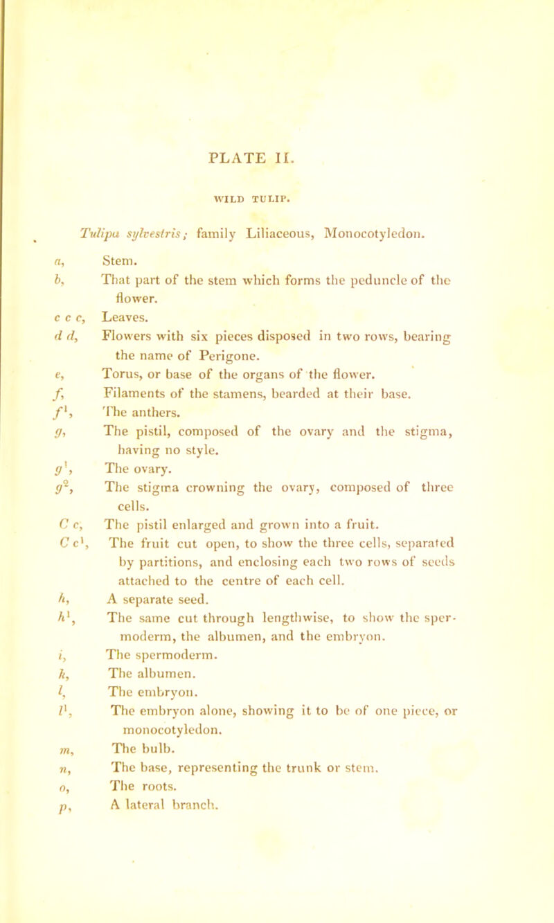 WILD TULIP. Tulipa sylvestris; family Liliaceous, Monocotyledon. n, Stem. b. That part of the stem which forms the peduncle of the flower. c c c. Leaves. d d. Flowers with six pieces disposed in two rows, bearing the name of Perigone. e. Torus, or base of the organs of the flower. f. Filaments of the stamens, bearded at their base. 'file anthers. g. The pistil, composed of the ovary and the stigma, having no style. g^. The ovary. <;®, The stigma crowning the ovary, composed of three cells. C c. The pistil enlarged and grown into a fruit. C c'. The fruit cut open, to show the three cells, separated by partitions, and enclosing each two rows of seeds attached to the centre of each cell. /i, A separate seed. /t*. The same cut through lengthwise, to show the sper- moderm, the albumen, and the enibryon. i. The spcrmoderm. A, The albumen. l, The enibryon. Z', The embryon alone, showing it to be of one piece, or monocotyledon. m, The bulb. 71, The base, representing the trunk or stem. 0, The roots. n, A lateral branch.