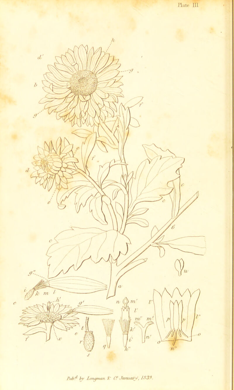 I’liLte III .Pnh^ hv .Lofujman X' C? Jnmicaiy,