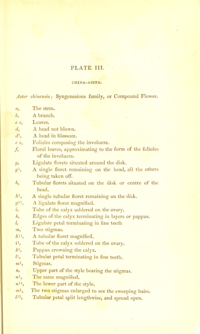 CHINA-ASTER. Aster chinensis; Syngenesious family, or Compound Flower. a, The stem. b, A branch, c c, Leaves. d, A head not blown, d', A head in blossom. e €, Folioles composing the involucre. f, Floral leaves, approximating to the form of the folioles of the involucre. ff, Ligulate florets situated around the disk. ^r', A single floret remaining on the head, all the others being taken off. h, Tubular florets situated on the disk or centre of the head. A', A single tubular floret remaining on the disk, ji'', A ligulate floret magnified. i, Tube of the calyx soldered on the ovary. k. Edges of the calyx terminating in layers or pappus. Z, Ligulate petal terminating in fine teeth m, Two stigmas. A, A tubular floret magnified, i'. Tube of the calyx soldered on the ovary. A*, Pappus crowning the calyx, Zi, Tubular petal terminating in fine teeth, ml. Stigmas. n. Upper part of the style bearing the stigmas, ni. The same magnified. n'l. The lower part of the style. ml. The two stigmas enlarged to see the sweeping hairs. Z*’, Tubular petal split lengthwise, and spread open.
