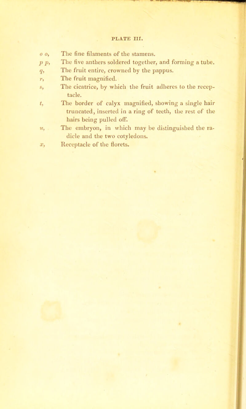 0 o. The fine filaments of the stamens. p p. The five anthers soldered together, and forming a tube. q, The fruit entire, crowned by the pappus. r. The fruit magnified. s. The cicatrice, by which the fruit adheres to the recep- tacle. t, The border of calyx magnified, showing a single hair truncated, inserted in a ring of teeth, the rest of the hairs being pulled off. It, The embryon, in which may be distinguished the ra- dicle and the two cotyledons. X, Receptacle of the florets.