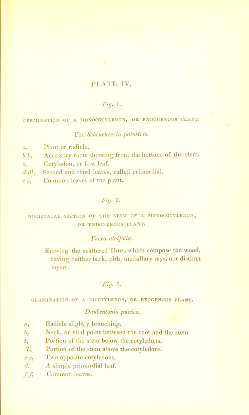 Fig. 1. GERMINATION OF A MONOCOTYLEDON, OR ENDOGENOUS PLANT. The Scheuchzeria palustris. a, Pivot or radicle. b h, Accessory roots shooting from the bottom of tlie stem, c, Cotyledon, or first leaf. d d'. Second and third leaves, called primordial, c c. Common leaves of the plant. Fig. 2. HORIZONTAL SECTION OP THE STEM OF A MONOCOTYLEDON, OR ENDOGENOUS PLANT. Yucca aloifolia. Showing the scattered fibres which compose the wood, having neither bark, pith, medullary rays, nor distinct layers. Fig. ,S. GER.MINATION OF A DICOTYLEDON, OR EXOGENOUS PLANT. Dauhentonia punica. а, Radicle slightly branching. б, Neck, or vital point between the root and the stem. t, Portion of the stem below the cotyledons. T, Portion of the stem above the cotyledons, c c. Two opposite cotyledons. d, A simple primordial leaf. ff. Common leaves.