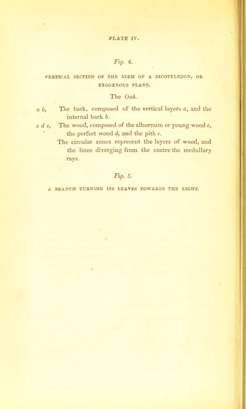 Fig. 4. VERTICAL SECTION OF THE STEM OF A DICOTVLEDON, OR EXOGENOUS PLANT. The Oak. h, The bark, composed of the vertical layers a, and the internal bark b. d e, The wood, composed of the alburnum or young wood c, the perfect wood d, and the pith e. The circular zones represent the layers of wood, and the lines diverging from the centre tlie medullary rays. Fig. 5. A BRANCH TURNING ITS LEAVES TOWARDS THE LIGHT.