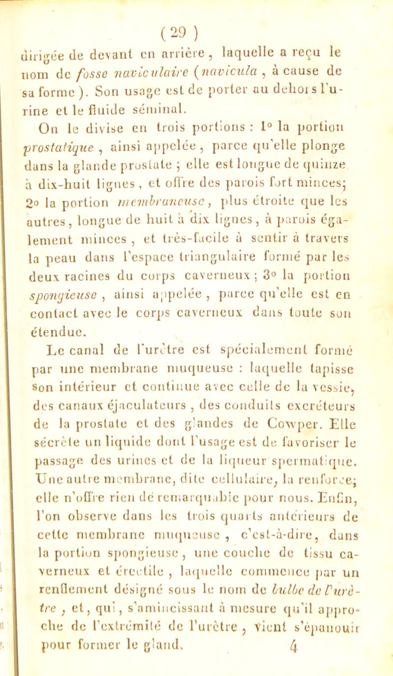 dirigée de devant en arrière, laquelle a reçu le nom de fosse naviculaire (navicula , à cause de sa forme ). Son usage est de porter au dehot s l'u- rine et le fluide séminal. On le divise en trois portions : 1° la portion prostatique , ainsi appelée, parce qu’elle plonge dans la glande prostate ; elle est longue de quinze à dix-huit ligues, et offre des parois fort minces; 2° la portion membraneuse, plus étroite que les autres, longue de huit à dix lignes, à parois éga- lement minces , et très-facile à sentir à travers la peau dans l’espace triangulaire formé par les deux racines du corps caverneux; 3° la portion spongieuse , ainsi appelée , parce qu’elle est en contact avec le corps caverneux dans toute son étendue. Le canal de l’urètre est spécialement formé par une membrane muqueuse : laquelle tapisse son intérieur et continue avec celle de la vessie) des canaux éjaculateurs , des conduits excréteurs de la prostate et des glandes de Covvper. Elle sécrète un liquide dont l’usage est de favoriser le passage des urines et de la liqueur spermatique. Une autre membrane, dite cellulaire, la renforce; elle n’offre rien dé remarquable pour nous. Enfin, l’on observe dans les trois quarts antérieurs de cette membrane muqueuse , c’est-à-dire, dans la portion spongieuse , une couche de tissu ca- verneux et érectile , laquelle commence par un renflement désigné sous le nom de bulbe de Purè- tre , et, qui, s’amincissant à mesure qu’il appro- che de l’extrémité de l’urètre, Vient s’épanouir pour former le gland. 4