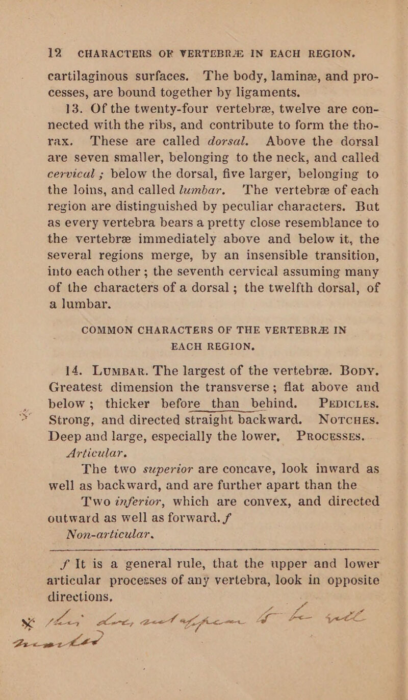 cartilaginous surfaces. The body, lamine, and pro- cesses, are bound together by ligaments. 13. Of the twenty-four vertebrae, twelve are con- nected with the ribs, and contribute to form the tho- rax. These are called dorsal. Above the dorsal are seven smaller, belonging to the neck, and called cervical ; below the dorsal, five larger, belonging to the loins, and called lwmbar. The vertebree of each region are distinguished by peculiar characters. But as every vertebra bears a pretty close resemblance to the vertebre immediately above and below it, the several regions merge, by an insensible transition, into each other ; the seventh cervical assuming many of the characters of a dorsal; the twelfth dorsal, of a lumbar. COMMON CHARACTERS OF THE VERTEBRZE IN EACH REGION. 14. Lumpar. The largest of the vertebree. Bony. Greatest dimension the transverse; flat above and , below; thicker before than behind. Perpicies. &gt; Strong, and directed straight backward. NoTcHEs. Deep and large, especially the lower, PROCESSES. Articular. The two swperior are concave, look inward as well as backward, and are further apart than the Two inferior, which are convex, and directed outward as well as forward. f Non-articular. f It is a general rule, that the upper and lower articalar processes of any vertebra, look in opposite directions, v SC eee ie, Beet fie we lg can qe’. ~ Geese tee