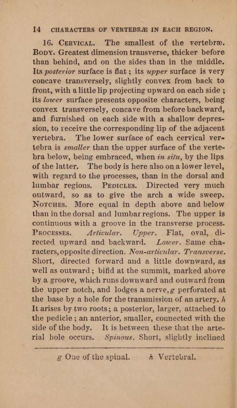 16. CrervicaAL. The smallest of the vertebre. Bopy. Greatest dimension transverse, thicker before than behind, and on the sides than in the middle. Its posterior surface is flat ; its wpper surface is very concave transversely, slightly convex from back to front, with a little lip projecting upward on each side 3; its lower surface presents opposite characters, being convex transversely, concave from before backward, and furnished on each side with a shallow depres- sion, to receive the corresponding lip of the adjacent vertebra. The lower surface of each cervical ver- tebra is smaller than the upper surface of the verte- bra below, being embraced, when 77 situ, by the lips of the latter. The body is here also on a lower level, with regard to the processes, than in the dorsal and lumbar regions. PrpicLtEs. Directed very much outward, so as to give the arch a wide sweep. Norcues. More equal in depth above and below than in the dorsal and lumbarregions. The upper is continuous with a groove in the transverse process. PROCESSEs. Articular. Upper. Flat, oval,. di- rected upward and backward. Lower. Same cha- racters, opposite direction. Nen-articular. Transverse. Short, directed forward and a little downward, as well as outward; bifid at the summit, marked above by a groove, which runs downward and outward from the upper notch, and lodges a nerve, g perforated at the base by a hole for the transmission of an artery. h It arises by two roots; a posterior, larger, attached to the pedicle ; an anterior, smaller, connected with the side of the body. It is between these that the arte- rial hole occurs. Spinouws. Short, slightly inclined g One of the spinal. A Vertebral.