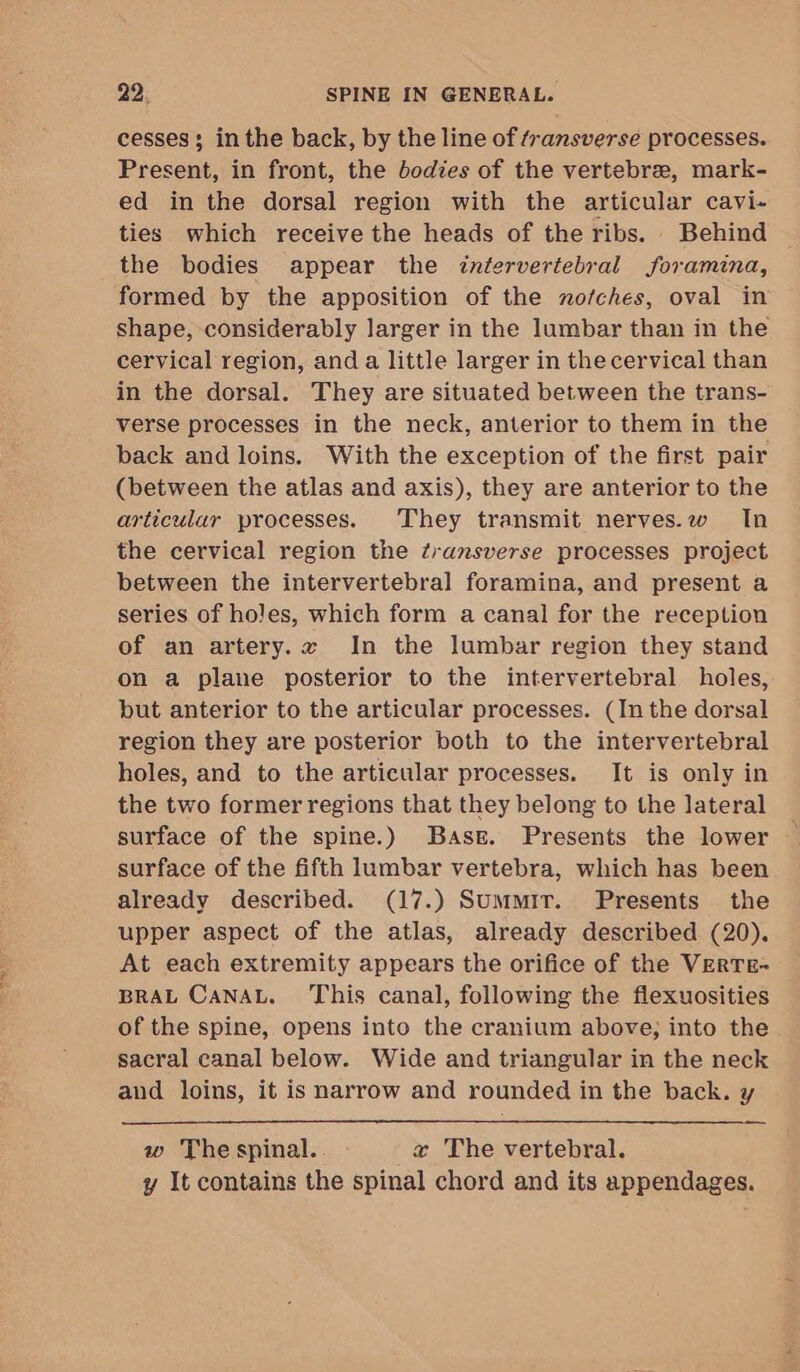 cesses; inthe back, by the line of transverse processes. Present, in front, the bodies of the vertebre, mark- ed in the dorsal region with the articular cavi- ties which receive the heads of the ribs. Behind the bodies appear the intervertebral foramina, formed by the apposition of the nofches, oval in shape, considerably larger in the lumbar than in the cervical region, and a little larger in the cervical than in the dorsal. They are situated between the trans- verse processes in the neck, anterior to them in the back and loins. With the exception of the first pair (between the atlas and axis), they are anterior to the articular processes. They transmit nerves.w In the cervical region the ¢ransverse processes project between the intervertebral foramina, and present a series of holes, which form a canal for the reception of an artery.z In the lumbar region they stand on a plane posterior to the intervertebral holes, but anterior to the articular processes. (In the dorsal region they are posterior both to the intervertebral holes, and to the articular processes. It is only in the two former regions that they belong to the lateral surface of the spine.) Base. Presents the lower — surface of the fifth lumbar vertebra, which has been already described. (17.) Summit. Presents the upper aspect of the atlas, already described (20). At each extremity appears the orifice of the VERTE- BRAL CANAL. This canal, following the flexuosities of the spine, opens into the cranium above; into the. sacral canal below. Wide and triangular in the neck and loins, it is narrow and rounded in the back. y w The spinal. a The vertebral. y It contains the spinal chord and its appendages.