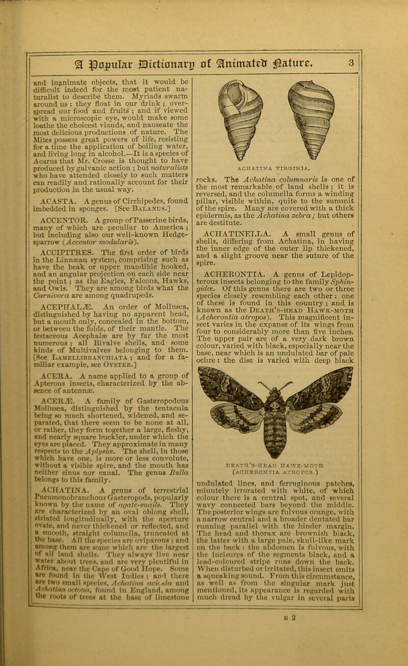 Q lOnjiuIar JBicttanary of ^ntmatcir ^Saturc. and inanimate objects, that it would be difficult indeed for the most patient na- turalist to describe them. Myriads swarm around us : they float in oim drink ; over- spread our food and fruits ; and if viewed with a microscopic eye, would make some loathe the choicest viands, and nauseate the most delicious i)roductions of nature. The Alites possess great powers of life, resisting for a time the application of boiling lyater, and li\dng long in alcohol.—It is a species of Acanis that Mr. Crosse is thought to have produced by galvanic action ; but naturalists who have attended closely to such matters can readily and rationally account for their production in the usual way. ACASTA. A genus of Cirrhipedes, found imbedded in sponges. [See Balanus.] ACCENTOR. A group of Passerine birds, many of which are peculiar to America j ! but including also our well-known Hedge- I sparrow (Accentor modularis'). ' ACCIPITRES. The first order of birds in the Linna:an system, comprising such as have the beak or upper mandible hooked, and an angular projection on each side near the point; as the Eagles, Falcons, Hawksi I and Owls. They are among birds what the Carnivora are among quadrupeds. ACEPITAErE. An order of Mollusca, distinguished by having no apparent head, but a mouth oniy, concealed in the bottom, or between the folds, of their mantle. Tlie testaceous Acephalm are by far the most numerous ; all Bivalve shells, and some I kinds of Multivalves belonging to them, j [See EAMJjLunnANcniATA ; and for a fa.- I miliar example, sec Ovster.] I ACERA. A name applied to a group of : Apterous insects, characterized by the ab- sence of antenna:. ACER.Fl. A family of Gasteropodous Mollu.sca, distinguished by the tentacula being so much shortened, widened, and se- parated, that there seem to be none at all, or rather, they fonn together a large, fleshy, and nearly s<|Unre buckler, under which the eyes are placed. They approximate in many i respects to the Aplysue. The shell, in tliose which have one, is more or less convoiute, without a visible spire, and the mouth has neither sinus nor canal. The genus liulla belongs to this family. ACHATINA. A genus of terrestrial Pnciimonobrnnchous Gastcropods, popularly known by tlie name of nyate-snaih. They are characterized liy an oval olilong shell, striated longitudinally, with the aperture ovate, and never thickened or reflected, and a smooth, straight columella, truncated at the base. All tlic s|>cclcs are oviparous ; and amona them arc some which arc the lorgcst of all land shells. They always live near water alsiut trees, and arc very plentiful in Africa, near the Cape of 0(M)d Ilo|ie. Some are found in the West Indies ; and there are two small species, zlc/n//oia acifytla and Achntmn m-loiui, found in England, among the roots of trees at the base of limestone 3 ACHATINA VIRGINIA. rocks. The Achatina columnaris is one of the most remarkable of land shells ; it is reversed, and the columella forms a winding pillar, visible within, quite to the summit of the spire. Many are covered with a thick epidermis, as the Acluxtina zebra; but others are destitute. ACHATINELLA. A small genus of shells, differing from Achatina, in having the inner edge of the outer lip thickened, and a slight groove near the suture of the spire. ACHERONTIA. A genus of Lepidop- terous insects belonging to the family NijAin- gkloe. Of this genus there are two or tliree species closely resembling each other: one of these is found in tliis country ; and is known as the Death’s-head IIawk-jioth (Acherontia atropos). This magnificent in- sect varies in the expanse of its wings from four to considerably more than five inches. The upper pair are of a very dark brown colour, varied with black, especially near the base, near which is an undulated bar of pale oclire: the disc is varied with deep black DEATn'S-nEAD nAWK-ATOTU (aohbrontia Arnoros.l undulated lines, and ferruginous patches, minutely irrorated with white, of which colour there is a central spot, and several wavy connected bars beyond the middle. The jiosterior wings are fulvous orange, with a narrow central and a broader dentated bar running parallel with the hinder margin. The head and thorax arc brownish black, the latter with a large pale, skull-like mark on the back : the abdomen is fulvous, with the Incisures of the scgincnts black, and a lend-C(doured stripe runs down the back. When disturbed or irritated, this insect emits a squeaking sound. From this circumstance, as well as from the singular mark just mentioned, its appearance is regarde<l with much dread by tlio vulgar in several parts