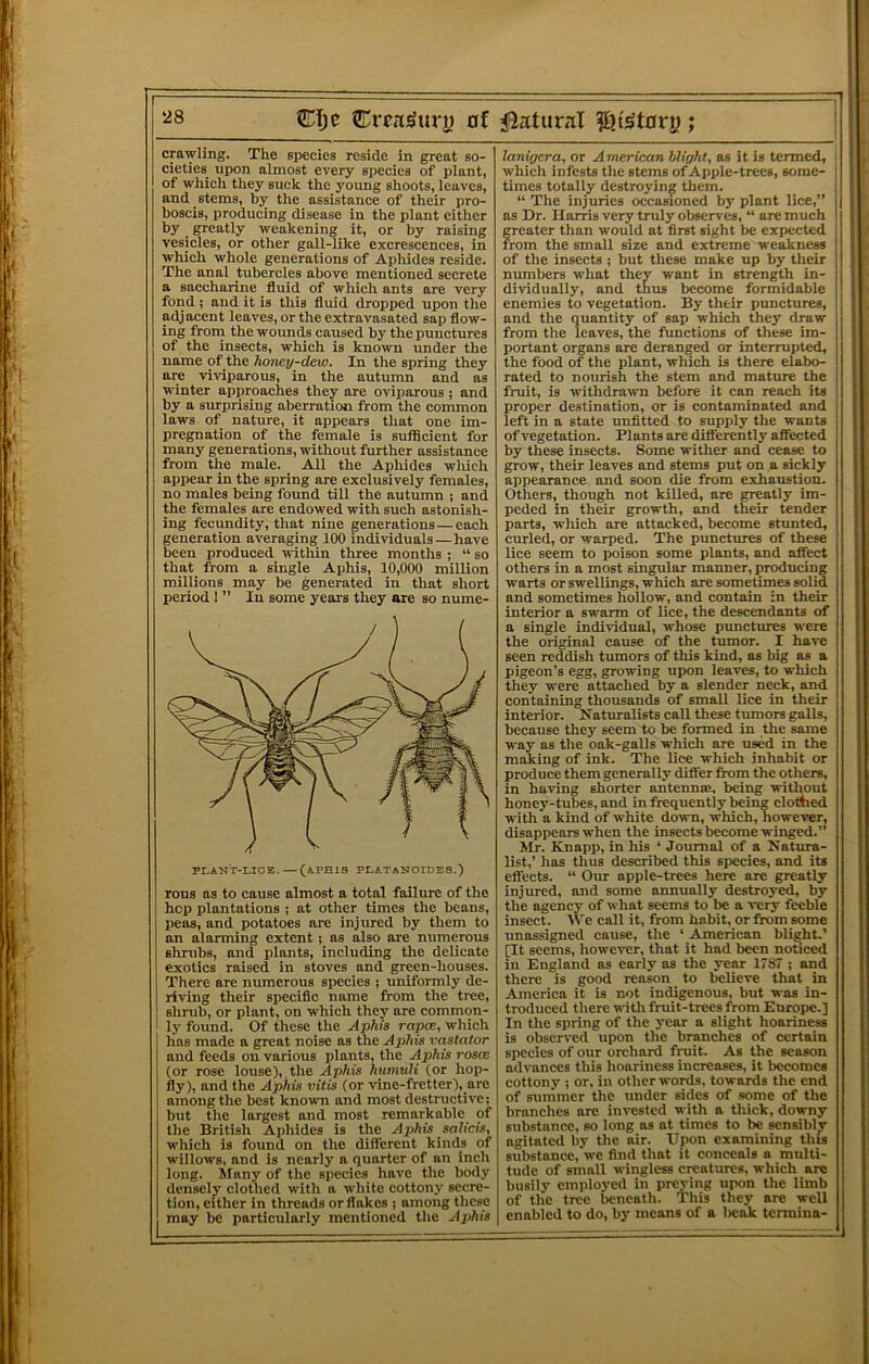 Crpa)^uri) of crawling. The species reside in great so- cieties upon almost every species of plant, of which they suck the young shoots, leaves, and stems, by the assistance of their pro- boscis, producing disease in the plant cither by greatly weakening it, or by raising vesicles, or other gall-like excrescences, in which whole generations of Apliides reside. The anal tubercles above mentioned secrete a saccharine fluid of which ants are very fond; and it is this fluid dropped upon the adjacent leaves, or the extravasated sap flow- ing from the wounds caused by the punctures of the insects, which is known under the name of the ?umey~dew. In the spring they are viviparous, in the autumn and as ■B'inter approaches they are oviparous ; and by a surprising aberration from the common laws of nature, it appears that one im- pregnation of the female is sufficient for many generations, without further assistance from the male. All the Aphides wliich appear in the spring are exclusively females, no males being found till the autumn ; and the females are endowed with such astonish- ing fecundity, that nine generations — each generation averaging 100 individuals — have been produced witliin three months ; “ so that from a single Aphis, 10,000 million millions may be generated in that short period I ” In some years they are so nume- Pr-ANT-LICE.—(aphis PLATANOrDES.) rous as to cause almost a total failure of the hep plantations ; at other times the beans, peas, and potatoes are injured by them to an alarming extent ; as also are numerous shrubs, and plants, including the delicate exotics raised in stoves and green-houses. There are numerous species ; uniformly de- riving their specific name from the tree, slirub, or plant, on which they are common- ly found. Of these the Aphis rapes, which has made a great noise as the Aphis vastator and feeds on various plants, the Aphis rosm (or rose louse),, the Aphis humuH (or hop- fly), and the Aphis vitis (or vine-fretter), are among the best known and most destructive; but the largest and most remarkable of the British Aphides is the Aphis salicis, which is found on the different kinds of willows, and is nearly a quarter of an inch long. Many of the species have the body densely clothed with a white cottony secre- tion, either in threads or flakes i among these may be particularly mentioned the Aphis j^aturaX ; lanigera, or American blight, as it is termed, i which infests the stems of Apple-trees, some- times totally destroying them. “ The injuries occasioned by plant lice,” as Dr. Harris very truly observes, “ are much greater than would at first sight be expected from the small size and extreme weakness of the insects; but these make up by their numbers what they want in strength in- dividually, and thus become formidable enemies to vegetation. By their punctures, and the quantity of sap which they draw from the leaves, the functions of these im- portant organs are deranged or interrupted, the food of the plant, which is there elabo- rated to nourish the stem and mature the fruit, is withdrawn before it can reach its proper destination, or is contaminated and left in a state unfitted to supply the wants of vegetation. Plants are diflerently affected by these insects. Some wither and cease to grow, their leaves and stems put on a sickly appearance and soon die from exhaustion. Others, though not killed, are greatly im- peded in their growth, and their tender parts, which are attacked, become stunted, curled, or warped. The punctures of these lice seem to poison some plants, and affect others in a most singular manner, producing warts or swellings, which are sometimes solid and sometimes hollow, and contain in their interior a swarm of lice, the descendants of a single individual, whose punctures were the original cause of the tumor. I have seen reddish tumors of this kind, as big as a pigeon’s egg, growing upon leaves, to which they were attached by a slender neck, and containing thousands of small lice in their interior. Naturalists call these tumors galls, because they seem to be formed in the same way as the oak-galls which are used in the making of ink. The lice which inhabit or produce them generally differ from the others, in having shorter antennse, being without honey-tubes, and in frequently being clothed with a kind of white down, which, however, disappears when the insects become winged.” Mr. Knapp, in his ‘ Journal of a Natura- list,’ lias thus described this species, and its effects. “ Our apple-trees here are greatly injured, and some annually destroyed, by the agency of what seems to be a very feeble insect. We call it, from habit, or from some unassigned cause, the ‘ American blight.’ [It seems, however, that it had been noticed in England as early as the year 1787 ; and there is good reason to believe that in America it is not indigenous, but was in- troduced there with fruit-trees from Europe.] In the spring of the year a slight hoarincss is observed upon the branches of certain species of our orchard fruit. As the season advances this hoariness increases, it becomes cottony ; or, in other words, towards the end of summer the under sides of some of the branches are in>-ested with a thick, downy substance, so long as at times to be sensibly agitated by the air. Upon examining this substance, we find that it conceals a multi- tude of small wingless creatures, which arc busily employed in preying upon the limb of the tree beneath. 'This they are well enabled to do, by means of a Iicak termina-