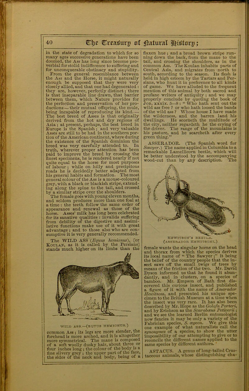 of iJatural l^t^tory; in tlie state of degradation to which for so many ages successive generations have been doomed, the Ass has long since become pro- verbial for stolid indifference to suffering and for unconquerable obstinacy and stupidity. From the general resemblance between the Ass and the Horse, it might naturally enough be supposed that they were very closely allied, and that one had degenerated : they are, however, perfeetly distinct; there is that inseparable line drawn, that barrier between them, which Natiue pru\’ides for the perfection and preservation of her pro- ductions — their mutual offspring, the mule, being incapable of reproducing its kind— The best breed of Asses is that originally derived from the hot and dry regions of Asia ; at present, perhaps, the best breed in Eiuope is the Spanish ; and very valuable Asses are still to be had in the southern por- tion of the American continent, where dining the existence of the Spanish dominion the breed was very carefully attended to. In truth, wherever proper attention has been paid to improve the breed by crossing the finest specimens, he is rendered nearly if not quite equal to the horse for most purposes of labour ; while on hilly and precipitous roads he is decidedly better adapted from his general habits and formation. The most general colour of the Ass is a mouse-coloured grey, with a black or blackish stripe, extend- ing along the spine to the tail, and crossed by a similar stripe over the shoulders. The female goes with young eleven months, and seldom produces more than one foal at a time : the teeth follow the same order of appearance and renewal as those of the horse. Asses’ milk has long been celebrated for its sanative qualities : invalids suffering from debility of the digestive and assimi- lative functions make use of it with great advantage ; and to those also who are con- smnptive it is very generally recommended. The WILD ASS (_Equ,us hemionus), [or Koulait, as it is called by the Persians] stands much higher on its limbs than the ■Winn ASH.—(BOtrus HEMionna.] common Ass ; its legs are more slender, the forehead is more arched, and it is altogether more symmetrical. The mane is composed of a soft woolly dusky hair, about thrce^ or four inches long ; the colour of the body is a fine silvery grey j the upper part of Uie fane, the sides of the neck and body, being of a flaxen hue; and a broad brown stripe mn- I ning down the back, from tlie mane to the | tail, and crossing the shoulders, as in the common Ass. The Koulan inhabits parts of Central Asia, and migrates from north to south, according to the season. Its flesh is held in high esteem by the Tartars and Per- ; slans, who hunt it in preference to all kinds of game. We have alluded to the frequent ; mention of this animal by both sacred and ' profane writers of antiquity ; and we may ! properly conclude by quoting the book of i Job, xxxix. 6—8 : “ W’Tio hath sent out the | wild ass free ? or who hath loosed the bands : of the wild ass 1 Whose house I have made ' the wilderness, and the barren land his dwellings. He scometh the multitude of the city, neither regardeth he the crying of the driver. The range of the mountains is his pasture, and he searcheth after every i green thing.” | ASSERADOE. (The Spanish word for , Sawyer.) The name applied in Columbia to a . remarkable Lamellicom beetle, which will be better understood by the accompanying wood-cut than by any description. The (asserador hewitsont.) female wants the singular horns on the head and thorax from which the species derives its local name of “ The Sawyer it being the belief of the country people that the in- sect saws off the small twigs of trees by means of the friction of the two. Mr. David Dyson informed us that he found it abun- dantly, and in clusters, on a species of bamboo. Mr. Empson of Bath first dis- covered tliis curious insect, and published a figure of it with the name of Asserador Ilewitsom, and presented his unique spe- cimen to the British Museum at a time when the insect was very rare. It has also been described by Mr. Hope as the Golctfa Porteri, and by Erichson as the ScaraboMs Petiverii; and we see the learned Berlin entomologist now fancies it may tie only a variety of the Fabrician species, S. a;gcon. We give this one example of what naturalists call the synonymes of a species, to show the utter impossibility of our attempting to give or to reconcile the different names applied to the same species by dift'ereut authors. ASTACUS. A genus of long-tailed Crus- taccous animals, whose distinguishing cha-