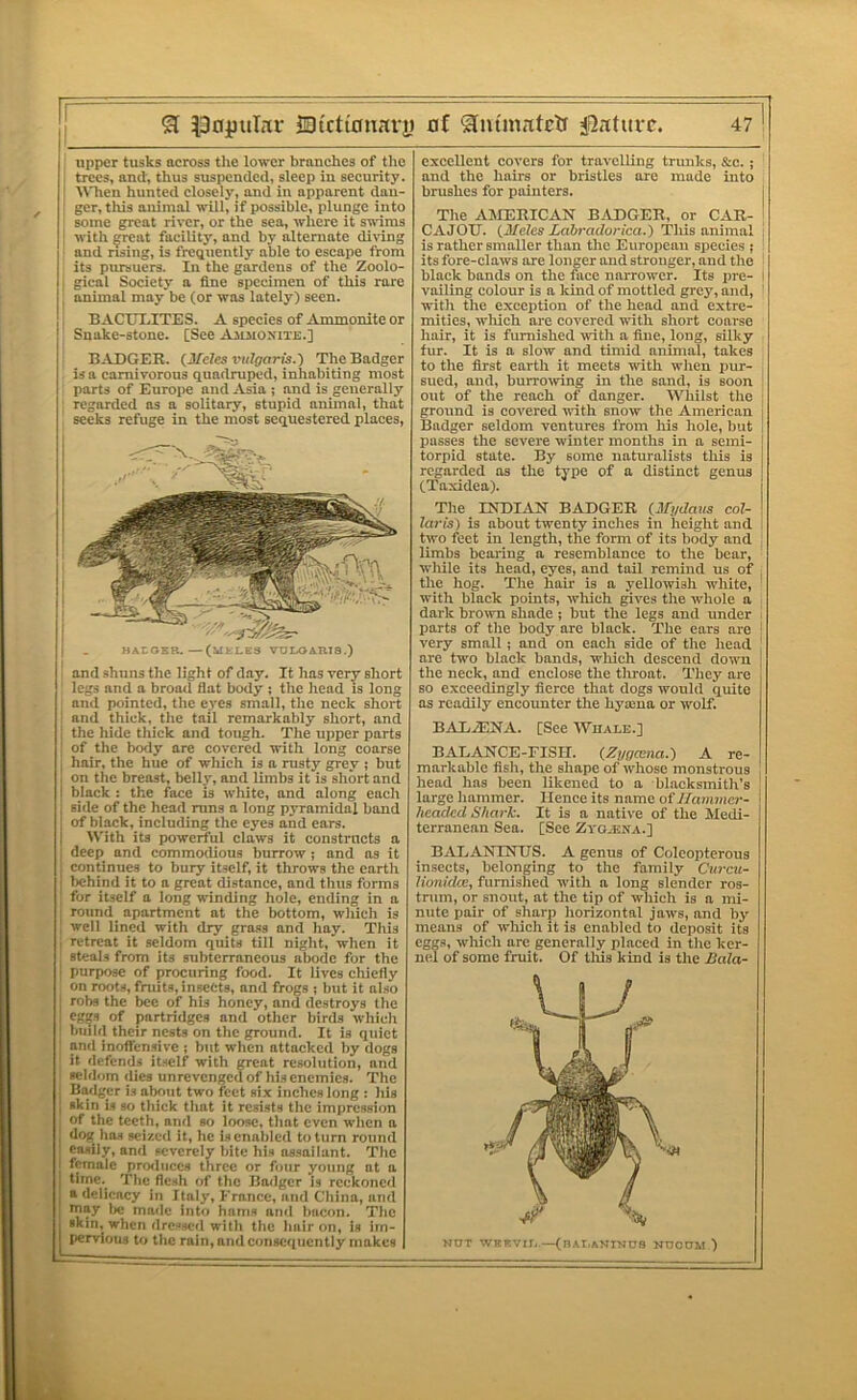 upper tusks across the lower branches of the trees, and, thus suspended, sleep in security. A\Tien hunted elosely, and in apparent dan- ger, this animal null, if possible, plunge into some great river, or the sea, where it snims with ^reat facility, and by alternate diring and rasing, is frequently able to escape from its piuamers. In the gardens of the Zoolo- gical Society a fine specimen of this rare animal may be (or was lately) seen. BACXJI.ITES. A species of Ammonite or Snake-stone. [See Ajlmonite.] BADGER. (J/efes vulgaris.) The Badger is a carnivorous quadrujari, inhabiting most parts of Europe and Asia 5 and is generally regarded as a solitary, stupid animal, that seeks refuge in the most sequestered places, HAtOEB.—(MELE3 VOLOABIS.) and shuns the light of day. It has very short legs and a broad flat body ; the head is long and pointed, the eyes small, the neek short and thick, the tail remarkably short, and the hide thick and tough. The upper parts of the body are covered with long coarse hair, the hue of which is a rusty grey ; but on the breast, belly, and limbs it is short and ! black : the face is white, and along each side of the head mns a long pyramidal band of black, including the eyes and ears. I With its powerful claws it constructs a deep and commodious burrow; and ns it continues to bury Itself, it throws the earth Ijchind it to a great distance, and thus forms for itself a long winding hole, ending in a round apartment at the bottom, wliich is ; well lined with dry gra-ss and hay. Tills retreat it seldom quits till night, when it steals from its subterraneous abode for the purpose of procuring food. It lives chiefly on roots, fruits, insects, and frogs ; but it also j robs the bee of his honey, and destroys the , egs of partridges and other birds wliich ' build their nests on the ground. It is quiet and inoffensive ; but when attacked by dogs it defends itself with neat resolution, and seldom dies unrevenged of his enemies. The Badger is about two feet si.x inches long : his skin is so thick that it resists the impression of the teeth, and so loose, that even when a dog has seized it, he is enabled to turn round easily, and severely bite his assailant. Tlie female prwliices three or four young at a time. The flesh of the Badger is reekoned » delicacy in Italy, France, and China, and may lie made into hams and bacon. Tlic skin, when dressed with the hair on, is im- pervious to the rain, and consequently makes excellent covers for travelling trunks, &c. ; and the hairs or bristles are made into brushes for painters. I The AMERICAN BADGER, or CAR- i CAJOU. (Meles Laln-aclorica.) This animal is rather smaller than the European species ; its fore-claws ore longer and stronger, and the black bands on the face narrower. Its pre- I vailing colour is a kind of mottled grey, and, ' witli the exception of the head and extre- mities, which are covered with short coarse hair, it is furnished with a fine, long, silky fur. It is a slow and timid animal, takes to the first earth it meets with wdien pur- sued, and, burro^ring in the sand, is soon out of the reach of danger. Whilst the ; ground is covered with snow the American j Badger seldom ventures from his hole, but I passes the severe winter months in a semi- torpid state. By some naturalists this is regarded as the type of a distinct genus (Taxidea). The INDDVN BADGER Ufydaus col- laris) is about twenty inches in height and two feet in length, the form of its body and limbs bearing a resemblance to the bear, while its head, eyes, and tail remind us of , the hog. The hair is a yellowish white, with black points, wliich gives the whole a dark brown shade ; but the legs and under parts of the body are black. The ears are ' very small; and on each side of the head are two black bands, which descend down j the neck, and enclose the tliroat. They are BO exceedingly fierce that dogs would quite as readily encounter the hyama or wolf. BADiENA. [See Whale.] BALANCE-FISII. (Zygmna.) A re- markable fish, the shape of wdiose monstrous head has been likened to a blacksmith’s | large hammer. Hence its name of 7/nnimcr- i headed Shai-k. It is a native of the Medi- terranean Sea. [See Zyo.ena.] BALANINIJS. A genus of Coleopterous insects, belonging to the family Curcu- liunidce, furnished with a long slender ros- trum, or snout, at the tip of which is a mi- nute pair of sharp horizontal jaws, and by means of wliich it is enabled to deposit its cgg.s, which are generally placed in the ker- nel of some fruit. Of this kind is the Bala- NUT WKCVlIi,—(nAr.ANINUS NUOUM )