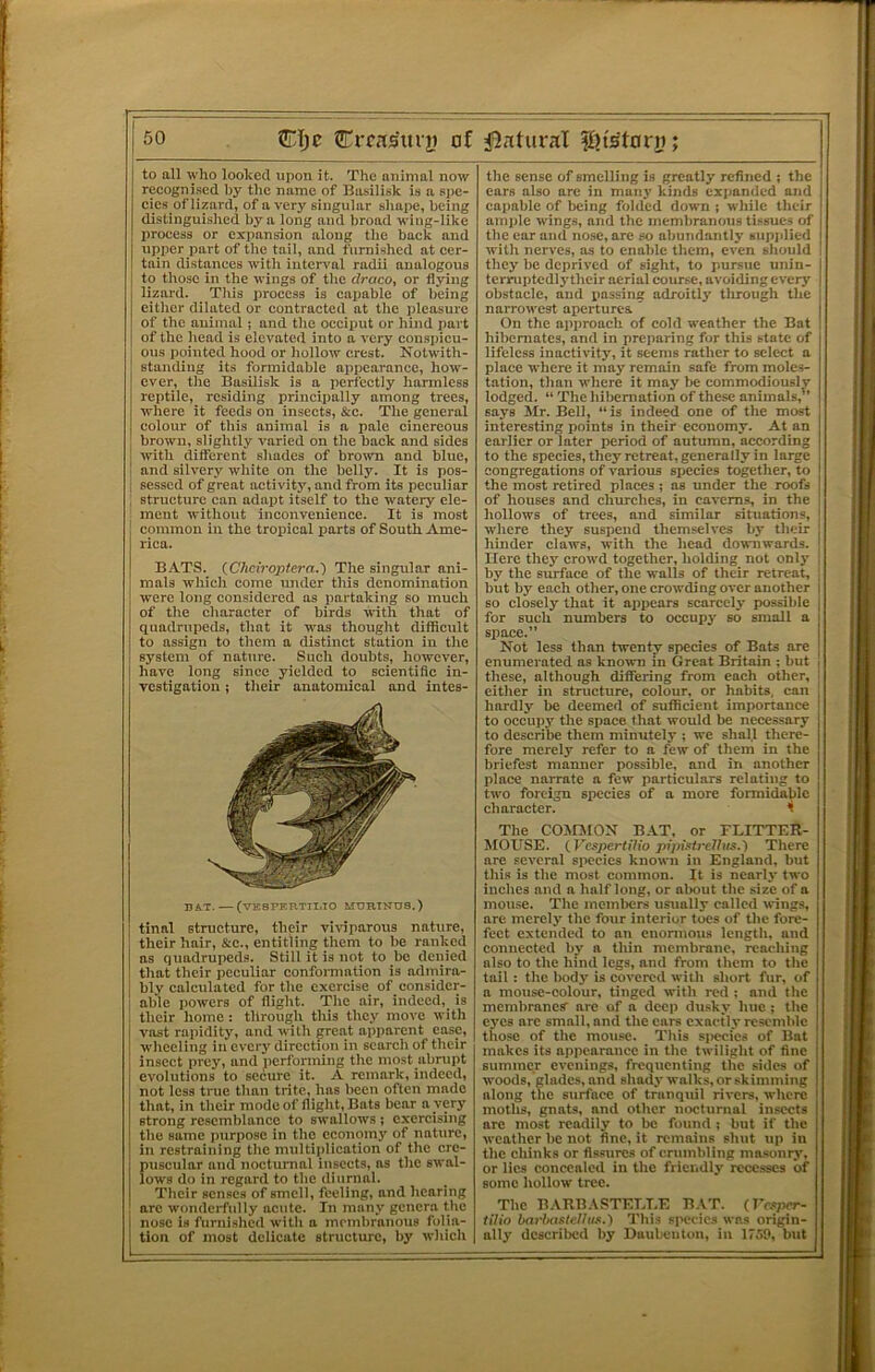 to all who looked upon it. The animal now recogni.sed I)y the name of Basilisk is a s];e- cics of lizard, of a very singular shape, being distinguished by a long and broad wing-like lirocess or expansion along the back and upijer part of the tail, and furnished at cer- tain distances with interval radii analogous to those in the wings of the draco, or flying lizard. This process is callable of being either dilated or contracted at the pleasure of the auimal; and the occiput or hind part of the head is elevated into a very conspicu- ous pointed hood or hollow crest. Notwith- standing its formidable appearance, how- ever, the Basilisk is a perfectly harmless reptile, residing principally among trees, where it feeds on insects, &c. The general colour of this animal is a pale cinereous brown, slightly varied on the back and sides with different shades of brown and blue, and silvery white on the belly. It is pos- I sessed of great activity, and from its peculiar ; structure can adapt itseif to the W'atery ele- ; ment without inconvenience. It is most common in the tropical parts of South Ame- rica. BATS. {Cheiroptera.') The singular ani- mals which come under this denomination were long considered as partaking so much of the character of birds with that of quadrupeds, that it wns thought difficult to assign to them a distinct station in the system of nature. Such doubts, however, have long since yielded to scientific in- vestigation ; their anatomical and intes- niX. — (VE8PF.RTII.TO MURINTTS.) tinal structure, their viviparous nature, their hair, &c., entitling them to be ranked as quadrupeds. Still it is not to bo denied that their peculiar conformation is admira- bly calculated for the exercise of consider- able powers of flight. The air, indeed, is their home: through this they move with vast rapidity, and with great apparent case, wheeling in every direction in search of their insect prey, and performing the most abrupt evolutions to secure it. A remark, indeed, not less true than trite, has been often made that, in their mode of flight. Bats bear a very strong resemblance to swallows ; exercising the same purpose in the economy of nature, in restraining the multii>lication of the cre- puscular and nocturnal insects, as the swal- lows do in regard to the diurnal. Their senses of smell, feeling, and hearing arc wonderfully acute. In many genera the nose is furnished with a membranous folia- tion of most delicate structure, by which the sense of smelling is greatly refined ; the ears also are in many kinds exjianded and callable of being folded down ; while their ample wings, and the membranous tissues of the ear and nose, are so abundantl3’ supidied with nerves, as to enable them, even should they be deprived of sight, to pursue unin- tcrruptedlj'their aerial course, avoiding every obstacle, and iinssing adroitly through the , narrowest apertures i On the approach of cold weather the Bat i hibernates, and in preparing for this state of i lifeless inactivity, it seems rather to select a place where it may remain safe from moles- tation, than where it may be commodiouslv lodged. “ The hibernation of these animals,’’ says Mr. Bell, “is indeed one of the most interesting points in their economy. At an earlier or later period of autumn, according to the species, they retreat, generally in large congregations of various species together, to the most retired places ; as under the roofs of houses and churches, in caverns, in the hollows of trees, and similar situations, where they suspend themselves by their hinder claws, with the head downwards, j Here they crowd together, holding not onlj' , by the surface of the walls of their retreat, ; but by each other, one crowding over another j so closely that it appears scarcely possible j for such numbers to occupj- so small a i space.” I Not less than twenty species of Bats are | enumerated as known in Great Britain ; but j these, although differing from each other, j either in structure, colour, or habits, can hardly be deemed of sufficient importance to occupj' the space that would be necessary to describe them minutely ; we shall there- fore merely refer to a few of them in the briefest manner possible, and in another place narrate a few particulars relating to two foreign species of a more formidable character. 1 The COJIMON BAT, or FLITTER- MOUSE. {i^cspertilio pipKrelhts.) There are several species known in England, but this is the most common. It is near!}- two inches and a half long, or about the size of a mouse. The members usually called \rings, are merely the four interior toes of the fore- feet extended to an enormous length, and connected by a thin membrane, rcatdiing also to the hind legs, and from tlicm to the tail: the body is covered with short fur, of a mouse-colour, tinged with red; and the membranes' arc of a deep dusky hue; the eyes are small, and the ears exaetlv resemble those of the mouse. This si>ecies of Bat makes its appearance in the twilight of fine summer evenings, frequenting the sides of woods, glades, and shady walks, or skimming along the surface of tranquil rivers, where moths, gnats, and other nocturnal in.sccfs are most rcatlily to be found ; but if tbe weather Ite not fine, it remains shut up in the chinks or fissures of crumbling ma.sonry, or lies concealed in the friendly recesses of some hollow tree. The B.\RB.\STEEEE B.\T. (IVs;>er- tUio barlKUtelius.) This siwcics was origin- all3' described by Duubeiiton, in 175P, but