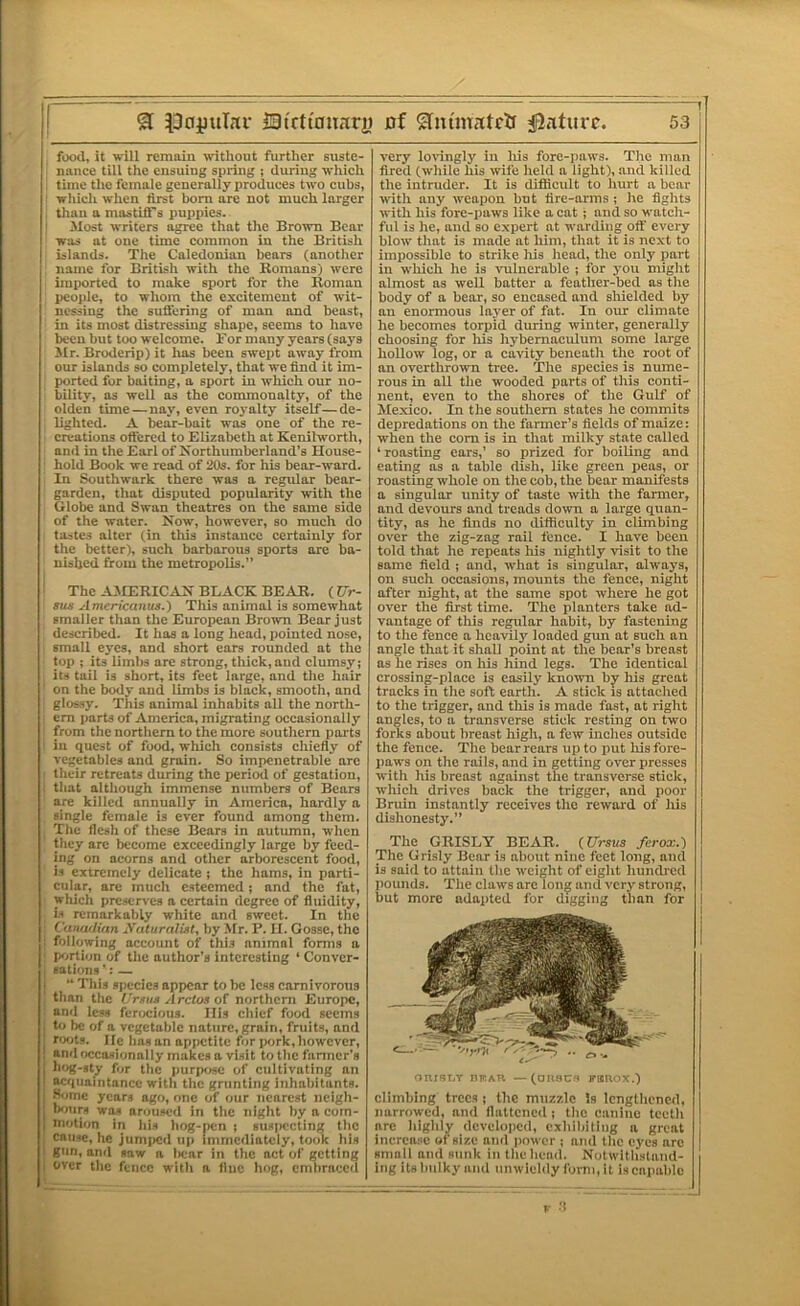 9 iStrttonari) 0f ^nunatclr ^Jaturf. food, it will rcmaiu without further suste- nance till the ensuing spring ; during which time the female generally produces two cubs, ■ which when first bom are not much larger , than a mastiff’s puppies. 1 Most writers agree that the Brown Bear ■ was at one time common in the British islands. The Caledonian bears (another name for British with the Romans) were imported to make sport for the jRoman peoi)le, to whom the excitement of wit- nessing the suffering of man and beast, in its most distressing shape, seems to have been but too welcome. Formanyyears(says Mr. Broderip) it has been swept away from : our islands so comijletely, that we find it im- ported for baiting, a sport in which our no- bility, as well as the commonalty, of the olden time — nay, even roj’alty itself—de- lighted. A bear-bait was one of the re- , creations offered to Elizabeth at Kenilworth, and in the Earl of Northumberland’s House- hold Book we read of 20s. for his bear-w*ard. In Southwark there was a regular bear- garden, that disputed popularity with the Globe and Swan theatres on the same side of the water. Now, however, so much do ■ tastes alter (in this instance certainly for : the better), such barbarous sports are ba- ' nished from the metropolis.” ! The ^VJCERICAN BLACK BEAR. ((7r- sus Americanus.') This animal is somewhat [ smaller than the European Brmvn Bear just described. It has a long head, pointed nose, small eyes, and short ears rounded at the i top ; its limbs are strong, tliick,aud clumsy; : its tail is short, its feet large, and the hair , ! on the body and limbs is black, smooth, and ' glossy. This animal inhabits all the north- ! cm parts of America, migrating occasionally ! ff-om the northern to the more southern ports I in quest of food, which consists chiefly of vegetables and grain. So impenetrable arc I their retreats during the period of gestation, jl that although immense numbers of Bears I are killed annually in America, hardly a ; single female is ever found among them. il The flesh of these Bears in autumn, when ( they are become exceedingly large by feed- ing on acoms and other arborescent food, is extremely delicate ; the hams, in parti- cular, are much esteemed; and the fat, which preserves a certain degree of fluidity, is remarkably white and sweet. In the i Cftnailian Naturalist, by Mr. P. II. Gosse, the I following account of this animal forms a 1 portion of the author’s interesting ‘ Conver- sations’: — J “ This species appear to be less carnivorous J than the I'rsus Arctos of northern Europe, i and les-s ferocious. His chief food seems 5 to be of a vegetable nature, grain, fruits, and ; roots. lie has an apjictitc for iKirk,however, I and occasionally makes a visit to the fanner’s !! hog-st^ for the imri«isc of cultivating an acquaintance with the grunting inhabitants. Some years ago, one of our nearest ncigh- Innirs WM aroused in the night by a com- niotion in ids liog-r>cn ; susiiccting the came, he jumped uj) immediately, took his gun, ami saw a liear in tlie net of getting over the fence witli a fine hog, cniliraccd 53 very loiingly in liis fore-paws. The man fired (while his wife held a light), and kilied the intruder. It is difficult to hurt a bear with any weapon but fire-arms ; he fights with his fore-paws like a cat ; and so watch- ful is he, and so c.xpert at warding oft' every blow that is made at him, that it is next to impossible to strike his head, the only part in which he is vulnerable ; for you miglit almost ns well batter a feather-bed as tlie body of a bear, so encased and shielded by an enormous Inj’er of fat. In our climate he becomes torpid during winter, generally choosing for his hybernaculum some large hollow log, or a cavity beneath the root of an overtlirown tree. The species is nume- rous in all the wooded parts of tliis conti- nent, even to the shores of the Gulf of Mexico. In the southern states he commits depredations on the farmer’s fields of maize: when the com is in that milky state called ‘roasting ears,’ so prized for boiling and eating as a table dish, like green peas, or roasting whole on the cob, the bear manifests a singular unity of taste with the farmer, and devours and treads down a large quan- tity, ns he finds no difficulty in climbing over the zig-zag rail fence. I have been told that he repeats his nightly visit to the same field ; and, what is singular, always, on such occasions, mounts the fence, night after night, at the same spot where he got over the first time. The planters take ad- vantage of this regular habit, by fastening to the fence a heaviiy loaded gun at such an angle that it shall point at the bear’s breast as he rises on his hind legs. The identical crossing-place is easily known by his great tracks In the soft earth. A stick is attached to the trigger, and tliis is made fast, at right angles, to a transverse stick resting on two forks about breast high, a few inches outside the fence. The bear rears up to put his fore- paws on the rails, and in getting over presses with his breast against the transverse stick, wliich drives back the trigger, and poor Bruin instantly receives the reward of liis dishonesty.” The GRISLY BEAR. {Ursus farox.) The Grisly Bear is about nine feet long, and is said to attain the weight of eight hundred pounds. The claws are long and very strong, but more adapted for digging than for onrsi.T nF.AU —(onacs Fanox.) climbing trees; the muzzle Is lengthened, narrowed, and flattened; the canine teeth arc highly developed, exhibiting a great increase of size and power ; and the eyes arc small and sunk in the head. Notwithstand- ing its bulky and unwieldy form, it is capable