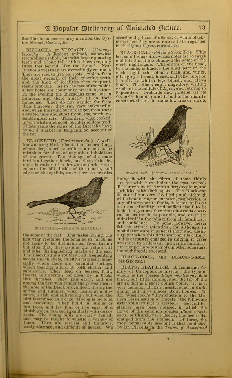 familiar instances we may mention the Oys- ter, Mussel, Cockle, &e. BIZCACHA, or \MZCACHA. iCalomus hizcacha.') A Rodent animal, somewhat resembling a rabbit, but with larger gnawing teeth and a long tail: it has, however, only three toes behind, like the Agouti. Near Buenos Ayres they are exceedingly common. They are said to live on roots ; which, from the great strength of their gnawing teeth, and the kind of localities they frequent, seems probable. As in the case of the rabbit, a few holes are commonly placed together. In tlie evening the Bizcachos come out in numbers, and there quietly sit on their haunches. They do not wander far from their burrows: they run very awkwardly, and, when hurrying out of danger, from tlielr elevated tails and short front legs, much re- semble great rats. Their flesh, when cooked, is very white and good, but it is seldom used. Of late years the skins of the Bizcacha have found a market in England, on account of the fur. i BBACKBIRD. iTurdus nicrida.) A well- known song-bird, about ten inches long, ; whose deep-toned warblings are not to be • mistaken for those of any other inhabitant ! of the groves. The plumage of the male 1 bird is altogether black, but that of the fe- . male is ratlier of a brown or dark russet ! colour: the bill, inside of the mouth, and edges of the eyelids, are yellow, as are also ni.AOzuiao.—MSRcr.A.) the soles of the feet. The males during the first year resemble the females so much os not easily to be distinguished from them ; but after that, thepr assume the yellow bill ami other distinguishing marks of the sex. The Blackbird is a solitary bird, frequenting wotxls and thickets, chiefly evergreens, espe- cially where there arc perennial springs, which together alford it both shelter ancL subsistence. They feed on lierries, fruit, in.sccts, and worms ; but never fly in flocks like thrushes. They pair early, and are among the first who render the groves vocal: the note of the Blackbird, indeed, during the spring and summer, when heard at a dis- tance, is rich and enlivening j but when the bird is confined in n cage, its song is too loud and deafening. They build in bushes or I low trees, and lay four or five eggs, of a bluish-green, marked in-cgularly with dusky spots. The young birds are co.siIy tamed, ami may be taiiglit to whistle a variety of tunes. They are restless and timorous, easily alarmed, and difficult of access. We occasionnUy hear of albinos, or white black- birds I but they are so rare as to be regarded in the light of great curiosities. BLACK-CAP. (Sylvia atricapUla). Tliis is a small song-bird, whose notes are so sweet and full that it has obtained the name of the mock-nightingale. The crown of the head, ill the male, is black ; the hind part of the neck, light ash colour ; back and wings, olive grey ; throat, breast, and belly, more or less silvery wliite ; legs bluish, and claws black. The Black-cap is migratory, visiting us about the middle of April, and retiring in September. Orchards and gardens are its favourite haunts ; and it builds its slightly constructed nest in some low tree or shrub, BliAOX-OAl^.—fBYDVTA ATRICAFir.l.A ) lining it with the fibres of roots tliinly covered with horse hairs : the eggs are red- dish brown mottled with a deeper colour, and sprinkled with dark spots. The Black-cap is naturally a very shy bird ; and although while banqueting on currants, raspbeiries, or any of its favourite fruits, it seems to forget its usual timidity, and suffers itself to be looked at, yet at other times it avoids obser- vation as much os possible, and carefully hides itself in the foliage from all familiarity and confidence. Its song, however, never fails to attract attention j for although its modulations arc in general short and desul- tory, yet when this little warbler sits calmly, and is earnestly engaged in singing, it gives utterance to a pleasant and gentle harmony, superior perhaps to any of our other songsters, the nightingale excepted. BLACK-COCK, and BLACK-GAilE. [See Grouse.] BLAPS : BLAPSID.®. A genus and fa- mily of Coleopterous insects ; the type of which is the species Blaps mortisaga: it is black, but little shining, and the tip of the elytra forms a short obtuse point. It is a very common British insect, found in dark, dam]), and dirty places about houses. In Mr Westwood’s “Introduction to the Mo- dem Class!ficalion of Insects,” the following extraordinary fact is related: — Several in- stances have been noticed, in which the larva: of the common species Blaits inorti- aaga, or Church-yard Beetle, has been dis- charged from the stomach. Of tliesc, the most remarkable account is that published by Ur. Pickells in the Trans, qj' Associated It