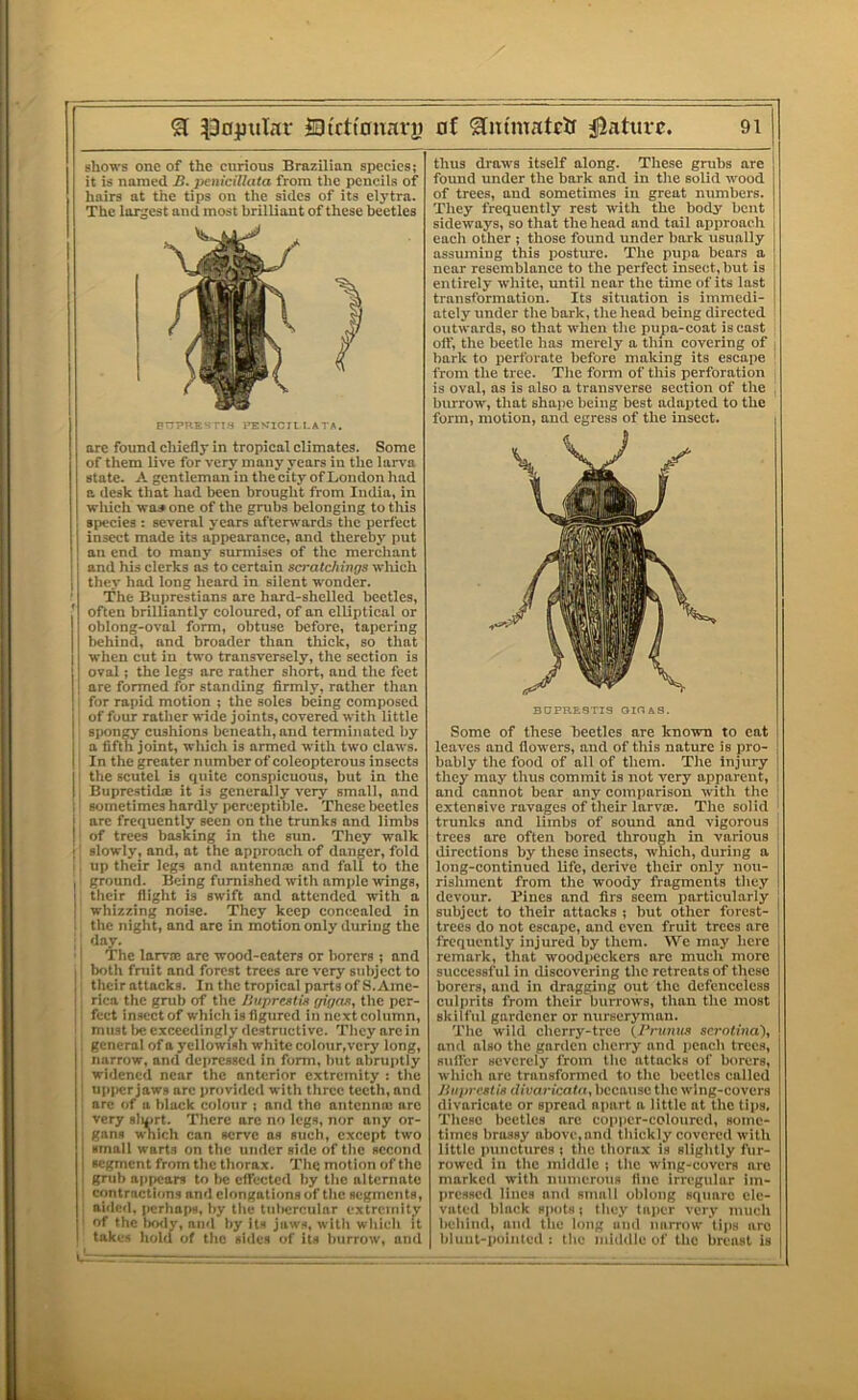 shows one of the curious Brazilian species; it is named B. penicillata from the pencils of hairs at the tips on the sides of its elytra. The lar,;c3t and most brilliant of these beetles BT7PRE'-ns PEKICILLATA. are found chiefly in tropical climates. Some of them live for very many years in the larva state. A gentleman in the city of London had a desk that had been brought from India, in winch vai one of the grubs belonging to tliis species : several years aftenvards the perfect insect made its appearance, and thereby put an end to many surmises of the merchant I and his clerks ns to certain scratchings wliich 1 they had long heard in silent wonder. ’ The Buprestians arc hard-shelled beetles, often brilliantly coloured, of an elliptical or oblong-oval form, obtuse before, tapering behind, and broader than thick, so that when cut in two transversely, the section is oval; the legs are rather short, and the feet are formed for standing firmly, rather than \ for rapid motion ; the soles being composed j of four rather wide joints, covered with little I spongy cushions beneath, and terminated by i a fifth joint, wliich is armed with two claws. I In the greater number of coleopterous insects j the scutcl is quite conspicuous, but in the II BuprestidiE it is generally very small, and ' sometimes hardly jicreeptible. These beetles : arc frequently seen on the trunks and limbs . of trees basking in the sun. They walk i slowly, and, at the approach of danger, fold up their legs and antenna: and fall to the I ground. Being furnished with ample wings, : their flight is swift and attended with a ' whizzing noise. They keep concealed in the night, and arc in motion only during the day. The larvce are wood-eaters or borers ; and I both fruit and forest trees are very subject to ; thcirattacks. In the tropical parts of S.Ame- I, rica the grub of the Buprestis gigrtu, the per- !. feet in.scctof which is figured in next column, must be exceedingly destructive. Theyarcin general ofa yellowish white colour,very long, ■ narrow, and depressed in form, but abruptly widened near the anterior extremity : the upi>cr jaws arc provided with three teeth, and : arc of a block colour ; and the antenna: arc j very sluirt. There are no legs, nor any or- gans which can serve as such, except two i small warts on the under side of the second ! segment from the thorax. The motion of the 1 grub appears to be effected by the alternate I contractions and elongations of the segments, j aide<l, [rerhaps, by the tubercular extremity ; of the liody, and by its jaws, with which it takes hold of the sides of its burrow, and thus draws itself along. These grubs are found under the bark and in the solid wood of trees, and sometimes in great numbers. They frequently rest with the body bent sideways, so that the head and tail approach each other ; those found under bark usually assuming this posture. The pupa bears a near resemblance to the perfect insect, but is entirely white, until near the time of its last transformation. Its situation is immedi- ately under the bark, the head being directed outwards, so that when the pupa-coat is cast off, the beetle has merely a thin covering of | bark to perforate before making its escape ' from the tree. The form of this perforation is oval, as is also a transverse section of the burrow, that shape being best adapted to the form, motion, and egress of the insect. BDPnaSTIS OIOAS. Some of these beetles are known to eat leaves and flowers, and of this nature is pro- bably the food of all of them. The injury they may thus commit is not very apparent, and cannot bear any comparison with the ' extensive ravages of their larvte. The solid ' trunks and limbs of sound and vigorous [ trees are often bored through in various ! directions by these insects, which, during a ! long-continued life, derive their only non- j rishment from the woody fragments they i devour. Pines and firs seem particularly j subject to their attacks ; but other forest- trees do not escape, and even fruit trees are ■ frequently injured by them. We may here remark, that woodpeckers are much more successful in discovering the retreats of these borers, and in dragging out the defenceless culiirits from their burrows, than the most skilful gardener or nurseryman. The wild clierry-tree (/Vhiih.s scrotina), and also the garden cherry and peach trees, siilfcr severely from the attacks of borers, which are transformed to the beetles called JiuprMie (livan'cain, because the wing-covers divaricate or spread aiiart a little at the ti|>s. These beetles arc copper-coloured, some- times brassy abovc,and thickly covered with little punctures ; the thorax is slightly fur- rowed in the middle ; the wing-covers are marked with numerous line irregular im- pressed lines and small oblong square ele- vated black spots; they taper very much behind, and the long and narrow tips are blunt-pointed : the iniddle of the breast is
