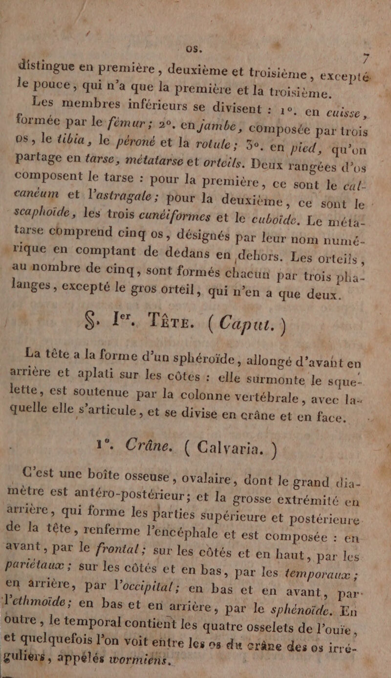 distingue en première , deuxième et troisième , excepté: le pouce ; qui n’a que la Première et la troisième. Les membres inférieurs se divisent : 10, en cuisse , formée par le fémur; 20, en jambe, composée par trois os , le tibia, le péroné et la rolule; 5°, en picd, qu’on partage en farse, métatarse et ortcils. Deux rangées d'os composent le tarse : pour la première, ce sont le cal- canéum et l’astragale ; Pour la deuxième, ce sont le : scaphoïide, les trois cunéiformes et le cuboide, Le meta tarse comprend cinq os, désignés par leur nom numé- rique en comptant de dédans en dehors. Les orteils , au nombre de cinq, sont formés chacun par trois pha- langes , excepté le gros Ortéil, qui n’en a que deux. $> I. Téêrs. (Caput.) La tête a la forme d’un sphéroïde, allongé d’avaht en arrière et aplati sur les côtés : elle sürmonte le sque- lette, est soutenue par la colonne vertébrale, avec las quelle elle s'articule, et se divise en crâne et en face. 1°. Crâne. ( Calyaria. ) C’est une boîte osseuse , Ovalaire, dont le grand dia- mètre est antéro-postérieur; et la grosse extrémité en arrière, qui forme les parties supérieure et postérieure de la tête, renferme l'encéphale et est composée : en avant, par le frontal; sur les côtés et en haut, par les Pariétaux ; sur les côtés et en bas, par les {emporaux ; en ärrière, par l'occipital; en bas et en avant, par: dethmoïde; en bas et en arrière, par le sphénoïde. En outre , le temporal contient Les quatre osselets de l’ouie , et quelquefois l’on voit entre les 95 du crâne des os irré- be appélés wormiens.