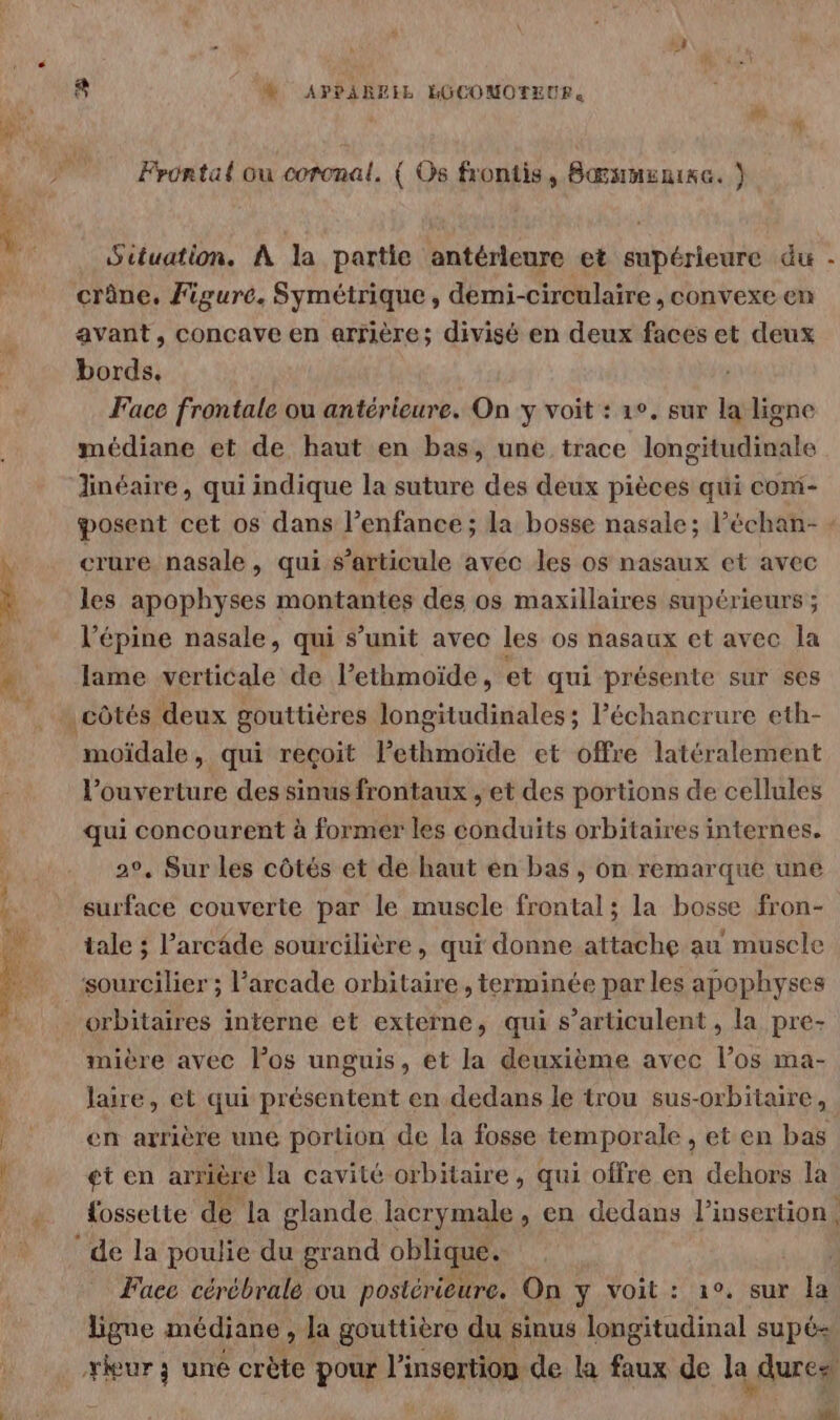 Frontal ou corenal. { Os frontis, BŒumenixe. ) Situation. À la partie antérieure et supérieure du - crâne. Figure, Symétrique , demi-circulaire , convexe en avant, concave en arrière; divisé en deux faces et deux bords. Face frontale ou antérieure. On y voit : 1°. sur la ligne médiane et de haut en bas, une trace longitudinale linéaire, qui indique la suture des deux pièces qui com- posent cet os dans l’enfance; la bosse nasale; l’échan- crure nasale, qui s’articule avec les os nasaux et avec les apophyses montantes des os maxillaires supérieurs ; l'épine nasale, qui s’unit avec les os nasaux et avec la lame verticale de l’ethmoïde, et qui présente sur ses moïdale, qui reçoit Pethmoïde et offre latéralement l'ouverture des sinus frontaux ; et des portions de cellules qui concourent à former les conduits orbitaires internes. 2°, Sur les côtés et de haut en bas, on remarque une surface couverte par le muscle frontal ; la bosse fron- tale ; l’arcade sourcilière, qui donne attache au muscle ‘sourcilier ; l’arcade orhitaire , terminée par les apophyses mière avec los unguis, et la deuxième avec l’os ma- laire, et qui présentent en dedans le trou sus-orbitaire, en arrière une portion de la fosse temporale , et en bas et en arrière la cavité orbitaire, qui offre en dehors la » Qt Jde 3 . s {ossette de la glande lacrymale , en dedans l'insertion, Face cérébrale ou postérieure. On y voit : 1°. sur la ligne médiane, la gouttière du sinus longitudinal supé- Fleur} une crète pour l'insertion de la faux de la | dures sé