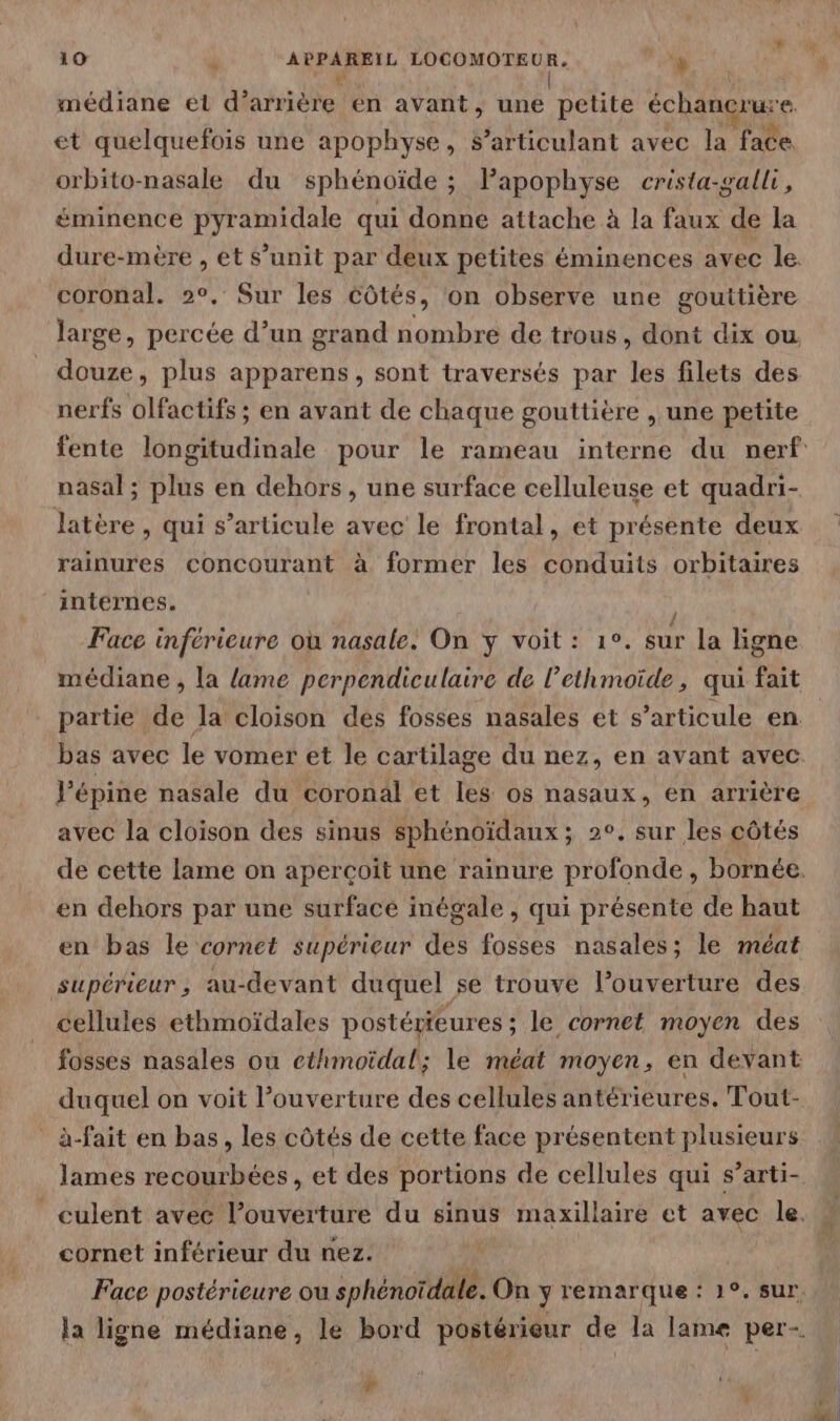 ® 10 | APPAREIL LOCOMOTEUR. + | 4 1 médiane et d’arrière en avant, une petite échancrure. et quelquefois une apophyse, S’articulant avec la face orbito-nasale du sphénoïde ; Papophyse crista-galli, éminence pyramidale qui donne attache à la faux de la dure-mère , et s’unit par deux petites éminences avec le. coronal. 2°, Sur les côtés, on observe une gouttière large, percée d’un grand nombre de trous, dont dix ou douze, plus apparens, sont traversés par les filets des nerfs olfactifs ; en avant de chaque gouttière , une petite nasal ; plus en dehors , une surface celluleuse et quadri- latère , qui s’articule avec le frontal, et présente deux rainures concourant à former les conduits orbitaires internes. Face inférieure où nasale: On y voit : 1°. sur la ligne médiane , la lame perpendiculaire de l’ethmoïde, qui fait partie de la cloison des fosses nasales et s'articule en bas avec le vomer et le cartilage du nez, en avant avec J’épine nasale du coronal et les os nasaux, en arrière avec la cloison des sinus sphénoïdaux; 2°. sur les côtés en dehors par une surface inégale, qui présente de haut en bas le cornet supérieur des fosses nasales; le méat supérieur, au-devant duquel se trouve l’ouverture des cellules ethmoïdales postérieures ; le cornet moyen des fosses nasales où cthmoïdal; le méat moyen, en devant duquel on voit Pouverture des cellules antérieures, Tout- _ à-fait en bas, les côtés de cette face présentent plusieurs lames recourbées, et des portions de cellules qui s’arti- culent avec l’ouverture du sinus maxillaire et avec le. cornet inférieur du nez. ' | Face postérieure ou sphénoïdale. On y remarque : 1°. sur. la ligne médiane, le bord postérieur de la lame per- ”