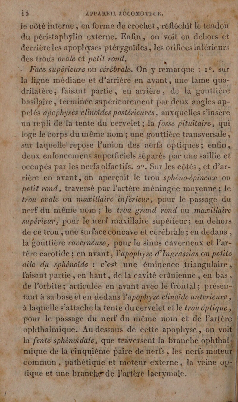 4 Lis DS id le côté interne , en forme de crochet, réfléchit le tendon du péristaphylin externe. Enfin, on voit en dehors et derrière les apophyses ptérygoïdées, les orifices inférieurs des trous ovale èt petit rond. A {deu , Face supérieure ou cérébrale. On y remarque : 10. sur Ja ligne médiane et d’arrière en avant, une lame qua- drilatère, faisant partie, en arrière, de la goutlütre basilaire , terminée supérieurement par deux angles ap- pelés apophysés clinoides postérieures, auxquelles s’insère un repli de la tente du cervelet ; la fosse pituitaire, qui loge le corps du même nom; une gouttière transversale, sur laquelle repose Punion des nérfs optiques; enfin, deux enfoncemens superficiels séparés par uke saillie et occupés par les nerfs olfactifs. 2°. Sur les côtés , et d’ar- rière en avant, Ün aperçoit le trou sphéno-épineux ou petit rond, traversé par l’artère méningée moyenne; le trou ovale où maxillaire inférieur, pour le passage du nerf du même nom; le trou grand rond on maillaire supérieur, pour le nerf maxillaire supérieur ; en dehors de ce trou , une énrfacé concave et cérébrale ; en dedans à la gouttière caverneuse, pour le sinus caverneux et l’ar- ‘ tère carotide ; en avant, lapophyse d’Ingrassias ou petite » aile du sphénoïde : c’est une éminence triangulaire , À faisant partie , en haut, de la cavité crânienne , en bas , | de Porbite; articulée en avant avec le frontal ; présen-# tant à sa base eten dedans Vapôpi iyse clinoide antérieure , \ à laquelle s’attache la tente du éervelet et le trou optique Dr pour le passage du nerf du même nom et dé RE | ophthalmique. Au-dessous de cette _apophyse, on voit la fente sphénoidale que traversent la branche pas | mique de la Cmquième paire de nerfs, les nerfs moteu À ‘commun , pathétique et mNeur: externe , la veine -op# tique et une branchæ de Fartère ] Mie. MR | Tr