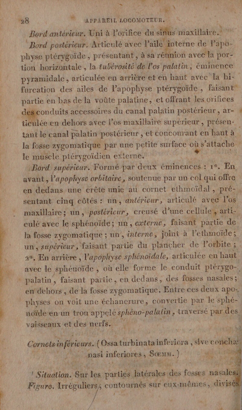 “à “0 \ Û 28  APPAREIL LOCOMOTEUR. Bord antérieur. Uni à l’orifice êu sinus Mit ‘Bord postérieur. Articulé avec V aile! | de Papô- physe piérygoïde , présentant , à sa rétimion avec la por- tion horizontale , la tubérosité de l'os palatin., éminence furcation des ailes de lapophyse ptérygoïde , faisant” partie en bas dela voûte palatine, et offrant les orifices ticulée en dehors avec Pos maxillaire supérieur , présen- la fosse zygomatique par une petite surface où s'attache le muscle plérygoïdien externe. sg , + Bord supérieur. Formé par deux éminences : 10, En, avant, l’apophyse orbitaire, soutenue par un col qui offre en dedans une crête unie au cornet ethmoïdal , pré- sentant cinq côtés : un, antérieur, articulé avec l'os maxillaire; un, postérieur, creusé d’une cellule; , ti eulé avec le sphénoïde; un, externe, faisant par tie de. la fosse zygomatique ; un, interne, joint à lethmoïde; un, stpérieur, faisant partie du plancher de l'orbite ; 20, En arrière , l’apophyse sphénoidale, ax ticulée en haut avec le sphénoïde , où elle forme le conduit ptérygo palatin, faisant partie, eh dedans, des fosses A en dehors , de la fosse zygomatique. Entre ces deux apo: physes on voit une échancrure, conyertie par le sphé- node en-un trou appelé sphéno-palatin , traversé par. des vaisseaux et des nerfs. “ pi 1 Cornets inférieurs. ( Osis turbinatainferiora , sive HO nasi inferiores n it ) HE if LT Mu PA: VI 4 L fi s) ÿ Re j Son Be les parties Éisislee: des fesses nasales Figure. ss contournés sur eux-mêmes, divis 7 ÿ 1à F1