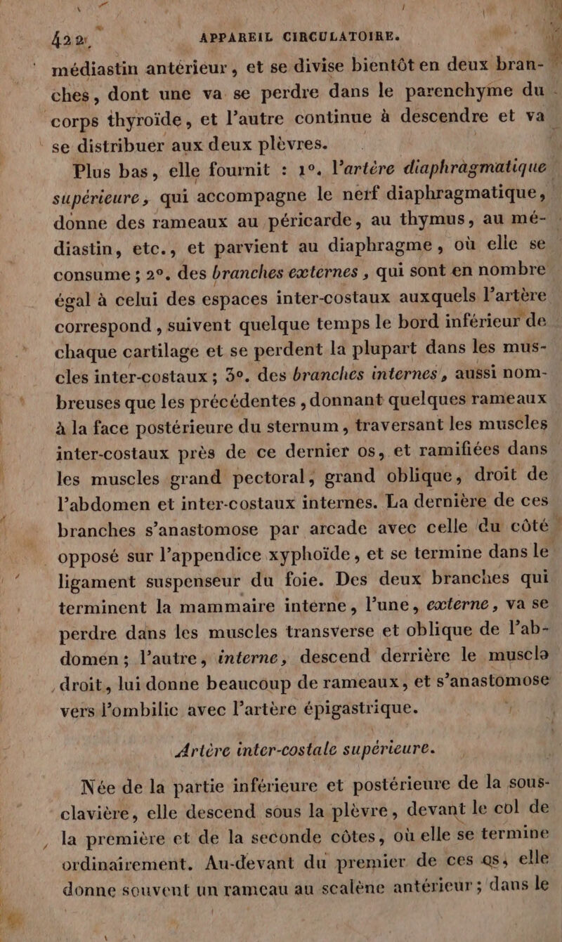 CAM 1 Es : 422 APPAREIL CIRCULATOIRE. diastin, etc., et parvient au diaphragme, où elle se consume ; 2°. des branches externes , qui sont en nom bre égal à celui des espaces inter-costaux auxquels l'artère Oh suivent quelque temps le bord inférieur de chaque cartilage et se perdent la plupart dans les mus- cles inter-costaux ; 30, des branches internes, aussi nom- breuses que les précédentes , donnant quelques rameaux à la face postérieure du sternum, traversant les muscles inter-costaux près de ce dernier os, et ramifiées dans les muscles grand pectoral, grand oblique, droit de l'abdomen et inter-costaux internes. La dernière de ces branches s’anastomose par arcade avec celle du côté ligament suspenseur du foie. Des deux branches qui terminent la mammaire intérne, l’une, externe, va se perdre dans les muscles transverse et oblique de Pab- domén; l’autre, interne, descend derrière le musclo 9 vers l’ombilic avec l’artère épigastrique. ; Artère inter-costale supérieure. Née de la partie inférieure et postérieure de la sous- clavière, elle descend sous la plèvre, devant le col de la première et de la seconde côtes, où elle se termine ordinairement. Au-devant du premier de ces «s; elle donne souvent un rameau au scalène antérieur ; dans le