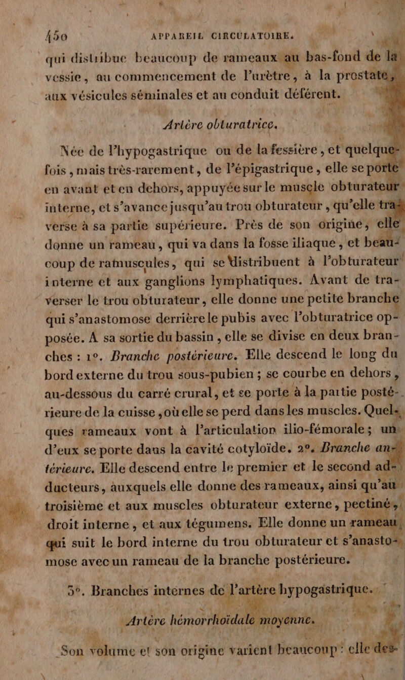 qui disuibue beaucoup de rameaux au bas-fond  ai on vessie, au commencement de lPurètre, à la prostate aux vésicules séminales et au conduit déférent. Ariéère obturatrice. \ Née de Phypogastrique ou de la fessière , et quelque” fois , mais très-rarement, de l’épigastrique , elle se porte en avant eten dehors, EP sur le musçle obturateur inter ne, et s’avance jusqu ’au trou obturateur , qu elle cie verse à sa parlie supérieure. Près de son originé, el donne un rameau, qui va dans la fosse iliaque , et b coup de ramuscules, qui se Uistribuent à Pobtratéoil interne et aux ganglions lymphatiques. Avant de tra- verser Le trou obturateur , elle donne une petité branche qui s’anastomose derrière le pubis avec l’obturatrice op- posée. À sa sortie du bassin , elle se divise en deux bran- ches : 1°. Branche postérieure. Elle descend le long du bord externe du trou sous-pubien ; se courbe en dehors, au-dessous du carré crural, et se porté à la partie posté. rieure de la cuisse ,oü elle se perd dans les muscles. Quels, ques rameaux vont à l’articulation ilio-fémorale ; un d’eux se porte dans la cavité cotyloïde. 2°, Branche a térieure. Elle descend entre le premier et le second ad: ducteurs, auxquels elle donne des rameaux, ainsi qu'a. troisième et aux muscles obturateur externe, péhans EE, qui suit le bord interne du trou obturateur et s ’anasto mose avec un rameau de la branche PRETCPRANEE *. Branches internes de à artère hypogssique. h LM : AL, 54 |_Artèré hémorrhoïda le moyenne. Fan » Lu 2] ne Son volume et son origine varient beaucoup: # | | \ ne