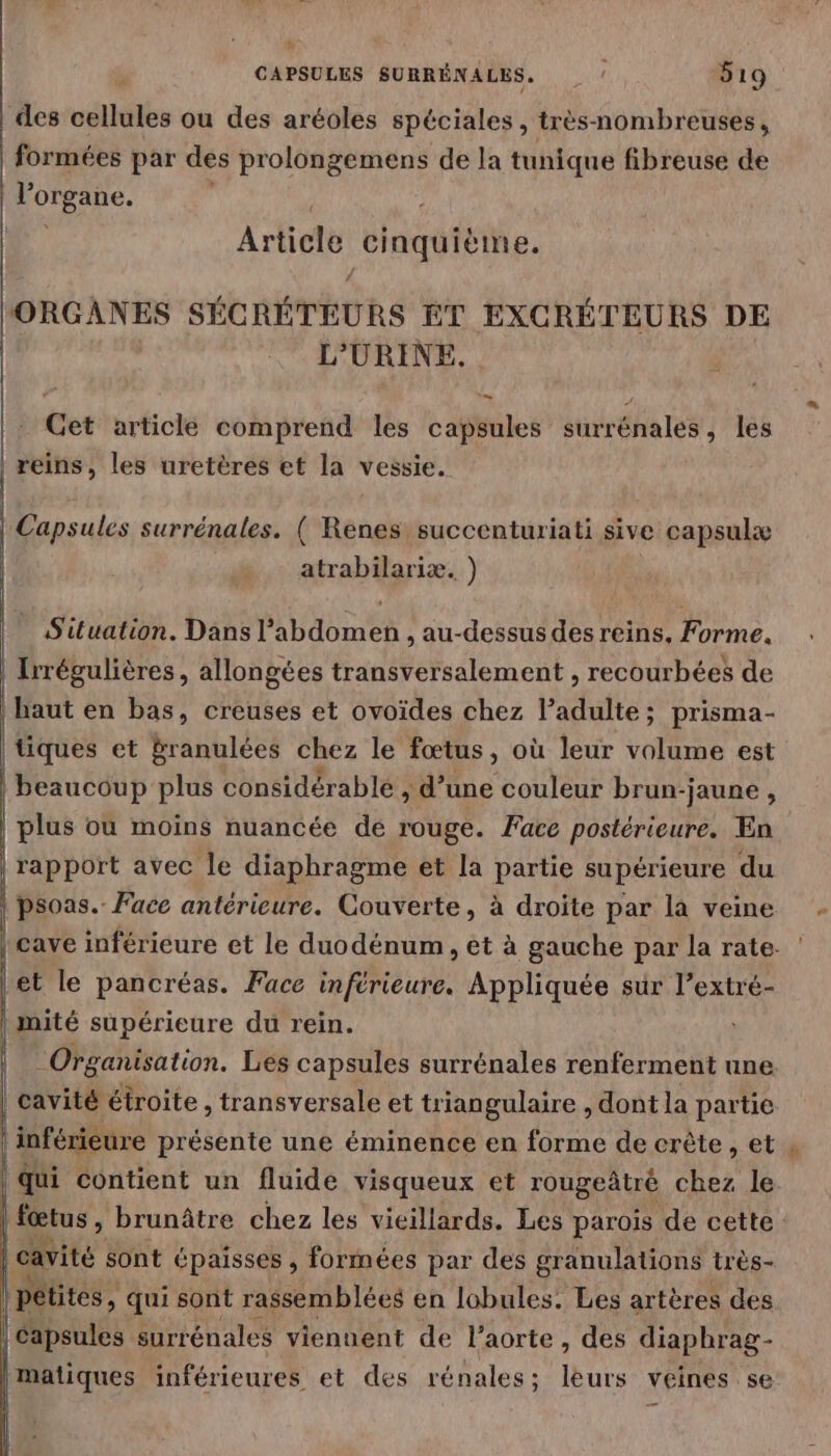 des cellules ou des aréoles spéciales, très-nombreuses, formées par des prolongemens de la tunique fibreuse de l’organe. Article CT ORGÂNES SÉCRÉTEURS ET EXCRÉTEURS DE L'URINE. … Get article comprend les capsules surrénales, les | reins, les uretères et la vessie. Capsules surrénales. ( Renes: succenturiati sive capsulæ atrabilariæ. ) | Situation. Dans l'abdomen , au-dessus des reins, Forme, Irrégulières, allongées transversalement , recourbées de haut en bas, creuses et ovoïdes chez ladulte; prisma- tiques et Branulées chez le fœtus, où leur volume est beaucoup plus considérable , d’une couleur brun: -jaune , plus où moins nuancée de rouge. Face postérieure. En rapport avec le diaphragme et la partie supérieure du psoas. Face antérieure. Couverte, à droite par là veine cave inférieure et le duodénum, et à gauche par la rate. et le pancréas. Face inférieure. Appliquée sur l’extré- | mité supérieure du rein. Organisation. Les capsules surrénales renferment une | cavité étroite , transversale et triangulaire , dont la partie inférieure présente une éminence en forme de crête, et , | Qui contient un fluide visqueux et rougeâtré chez le fœtus, brunâtre chez les vieillards. Les parois de cette. cavité sont épaisses , formées par des granulations très- | petites, qui sont rassemblées en lobules. Les artères des | Capsules surrénales viennent de l'aorte , des diaphrag- matiques inférieures et des rénales; leurs veines se