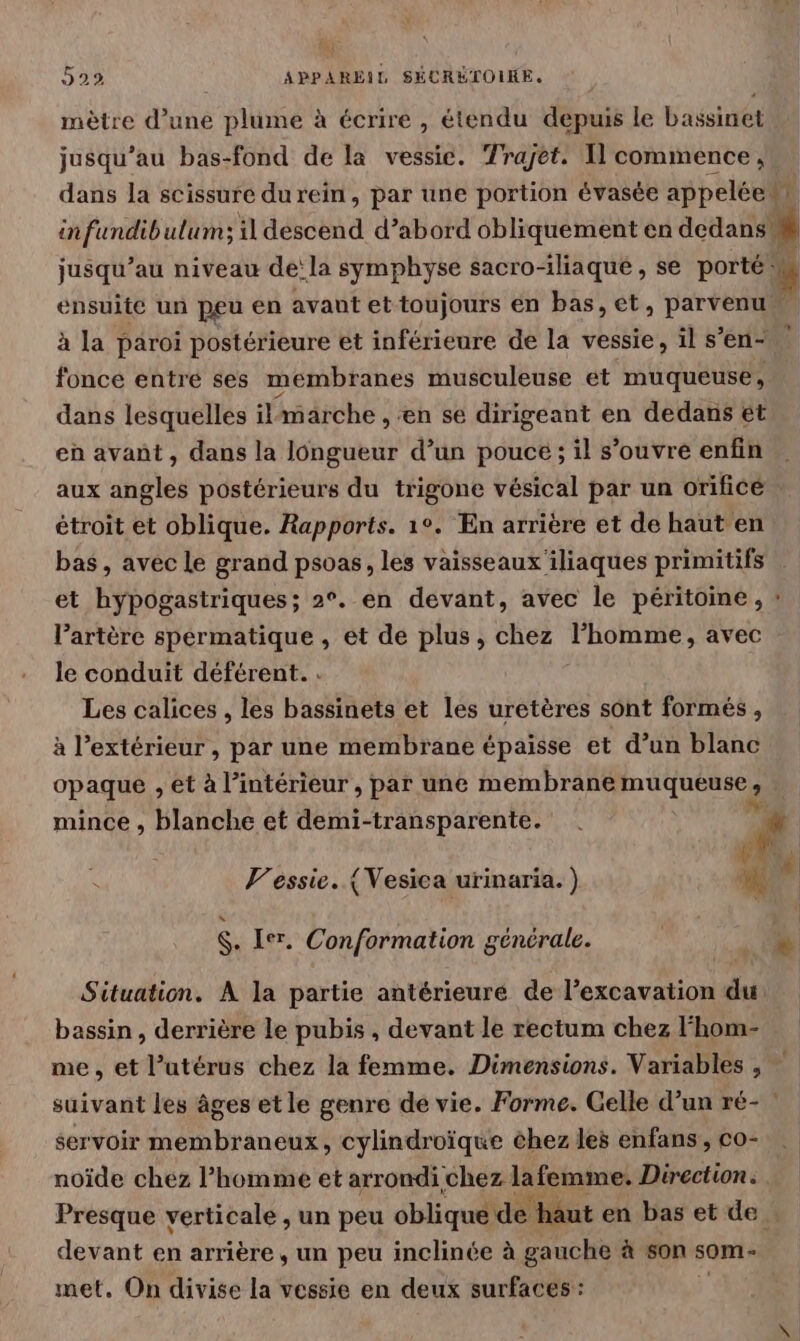 mètre d’une plume à écrire , étendu depuis le bassinet jusqu’au bas-fond de la vessie. Trajet: 1] commence, dans la scissure durein, par une portion évasée appeléewt infundib ulums il descend d’abord obliquement en dedans % jusqu’au niveau de:la symphyse sacro-iliaque , se porté ensuite un peu en avant et toujours én bas, ét, parvenu” à la paroi postérieure et inférieure de la vessie, il s’en- fonce entre ses membranes musculeuse et muqueuse, dans lesquelles il marche , en se dirigeant en dedans ét en avant, dans la longueur d’un pouce ; il s'ouvre enfin aux angles postérieurs du trigone vésical par un orificé étroit et oblique. Rapports. 1°. En arrière et de haut en bas, avec le grand psoas, les vaisseaux'iliaques primitifs et hypogastriques; 2°. en devant, avec le péritoine , » Partère spermatique, et de plus, chez l’homme, avec le conduit déférent. Les calices , les bassinets et les uretères sont formés , à l'extérieur, par une membrane épaisse et d’un blanc opaque , et à l’intérieur, par une membrane muqueuse 2 mince , blanche et demi-transparente. . # IE IR re 3 Le, V'essie. { Vesica urinaria. ) hi $. Ier. Conformation générale. » Situation. À la partie antérieure de l’excavation du bassin, derrière le pubis , devant le rectum chez l‘hom- me, et l’utérus chez la femme. Dimensions. Variables , suivant les âges et le genre de vie. Forme. Gelle d’un ré- servoir membraneux, cylindroïque chez les enfans, co- noïde chez l’homme et arrondi chez lafemme. Direction. Presque verticale , un peu oblique de haut en bas et de. devant en arrière , un peu inclinée à gauche à son som- met. On divise la vessie en deux surfaces :