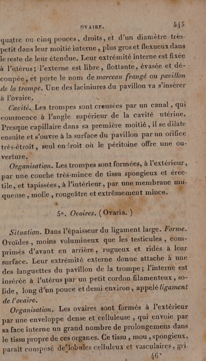% b Le OVAIRE. 545 quatre où cinq pouces , droits, et d’un diamètre très- petit dans leur moitié interne , plus gros et flexueux dans le reste de leur étendue. Leur extrémité interne est fixée à l’utérus; l’externe est libre, flottante, évasée et dé- : coupée, et porte le nom de morceau frangé ou pavillon de la trompe. Une des laciniures du pavillon va s’insérer à lovaire. ; Cavité.. Les trompes sont creusées par un canal , qui commence à l’angle supérieur de la cavité utérine. Presque capillaire dans sa première moitié , il se dilate ensuite et s'ouvre à la surface du pavillon par un orifice très-étroit, seul endroit où le péritoine offre une ou- verture. Organisation. Les trompes sont formées, à l’extérieur, par une couche très-mince de tissu spongieux et érec- tile, et tapissées, à l’intérieur, par une membrane mu: queuse , molle , rougeâtre et extrèmement mince. + AN &amp; bus v. 5e. Ovaires. (OVaria. ) Situation. Dans l’épaisseur du ligament large. Forme. Ovoïdes , moins volumineux que les testicules , com- primés d'avant en arrière, rugueux et ridés à leur surface. Leur extrémité externe donne attache à une des languettes du pavillon de la trompe; l’interne est insérée à Putérus par un petit cordon filamenteux , s0- lide, long d’un pouce et demi environ, appelé ligament de l'ovaire. Organisation. Les ovaires sont formés à l'extérieur par une enveloppe dense et celluleuse , qui envoie par ga face interne ua grand nombre de prolongemens dans le tissu propre de ces crganes. Ge tissu , mou , spongieux, paraît composé de‘lobules celluleux et vasculaires , gr1- :] . t 46*