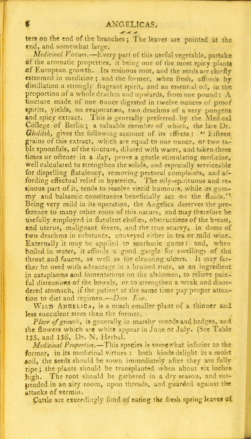 ANGELICAS. « tcrs on the end of the branches ; The leaves are pointed at the end, and somewhat large. Medicinal Virtues.—Every part of this useful vegetable, partake of the aromatic properties, it being one of the most spicy plants ■Of European growth. Its resinous root, and the seeds are chi'fly esteemed in medicine ; and the former, when fresh, affords br distillation a strongly fragrant spirit, and an essent.al o.l, in the proportion of a whole drachm and upwards, from one pound : A tincture made of one ounce digested in twelve ounces of proof spirits, yields, on evaporation, two drachms of a very pungent and spicy extract. This is generally preferred by the Med.cal College of Berlin; a valuable member of which, the lare Dr. Gledits/i, gives the following account of its effects : “ fifteen grains of this extract, which are equal to one ounce, or two ta- ble spoonfuls, of the tincture, diluted with water, and taken three times or oftener in a day, prove a gentle stimulating med.cine, well calculated to strengthen the solids, and especially serviceable for dispelling flatulency, removing pectoral complaints, and af- fording effectual relief in hysterics. The oily-spirituous and re- sinous part of it, tends to resolve viscid humours, while its gum- my and balsamic constituents beneficially act on the fluids.’* Being very mild in its operation, the Angelica deserves the pre- ference to many other roots of this nature, and may therefore be usefully employed in flatulent cholics, obstructions of the breast, and uterus, malignant fevers, and the true scurvy, in doses of two drachms in substance, conveyed cither in tea or mild wine. Externally it may be applied to scorbutic gums : and, when boiled in water, it affords a good gargle for swellings of the throat and fauces, as well as for cleansing ulcers. It may far- ther be used with advantage in a bruised state, as an ingredient in cataplasms and fomentations on the abdomen, to relieve pain- ful distensions of the bowels, or to strengthen a weak and disor- dered stomach, if the patient at the same time pay proper atten- tion to diet and regimen.—Dam Enc. Wild Angelica, is a much smaller plant of a thinner and less succulent stem than the former. Place of growth, is generally in marshy woods and hedges, and the flowers which are white appear in June or July. (See Table 135, and 136, Dr. N. Herbal. Medicinal Properties.—This species is somewhat inferior to the former, in its medicinal virtues : both kinds delight in a moist HOil, the seeds should be sown immediately after they arc fully ripe ; the plants should be transplanted when about six inches high. The root should be gathered in a dry season, and sus- pended in an airy room, upon threads, and guarded against the attacks of vermin. Cattle are exceedingly fond of eating the fresh spring leaves of