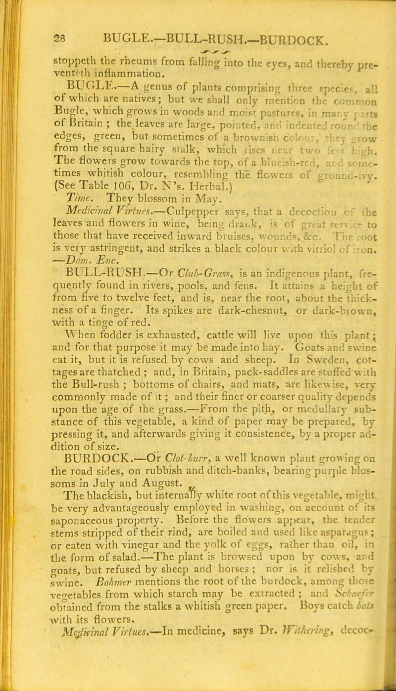 stoppeth the rheums from fulling into the eyes, and thereby pre vcnteth inflammation. BUGLE.—A genus of plants comprising three specie;-, all of which are natives; but we shall only mention the common Bugle, which grows in woods and moist pastures, in many rts of Britain ; the leaves are large, pointed, and indented roun-n 'he edges, green, but sometimes of a brownish c ;<■ > -• ry ow from the square hairy stalk, which liscs rear two e ; ) o-Ji. The flowers grow towards the top, of a blueish-rcd, a: cl some- times whitish colour, resembling the flowers of groom - v. (See Table 106, Dr. N’s. Herbal.) Time. They blossom in May. Medicinal Virtues.—Culpepper says, that a decoction c f ;.he leaves and flowers in wine, being drank, is of great servie- to those that have received inw'ard bruises, wounds, &rc. l i e :oot is very astringent, and strikes a black colour v ith vitriol of iron. —Dam. Eve. BULL-RUSH.—Or Club-Grass, is an indigenous plant, fre- quently found in rivers, pools, and fens. It attains a height of from five to twelve feet, and is, near the root, about the thick- ness of a finger. Its spikes arc dark-chesnut, or dark-biown, with a tinge of red. W hen fodder is exhausted, cattle -will live upon this plant; and for that purpose it may be made into hay. Goats and swine eat it, but it is refused by cows and sheep. In Sweden, cot- tages are thatched ; and, in Britain, pack-saddles are stuffed with the Bull-rush ; bottoms of chairs, and mats, are likew ise, very commonly made of it; and their finer or coarser quality depends upon the age of the grass.—From the pith, or medullary sub- stance of this vegetable, a kind of paper may be prepared, by pressing it, and afterwards giving it consistence, by a proper ad- dition of size. BURDOCK.—Or Clot-burr, a well known plant growing on the road sides, on rubbish and ditch-banks, bearing purple blos- soms in July and August. The blackish, but internally white root of this vegetable, might be very advantageously employed in washing, on account of its saponaceous property. Before the flowers appear, the tender stems stripped of their rind, are boiled and used like asparagus; or eaten with vinegar and the yolk of eggs, rather than oil, in the form of salad.—The plant is browsed upon by cows, and goats, but refused by sheep and horses ; nor is it relished by swine. Bohmer mentions the root of the burdock, among those vegetables from which starch may be extracted ; and Schaefer obtained from the stalks a whitish green paper. Boys catch bats with its flowers. Medicinal Virtues.—In medicine, says Dr. Withering, dccoc-