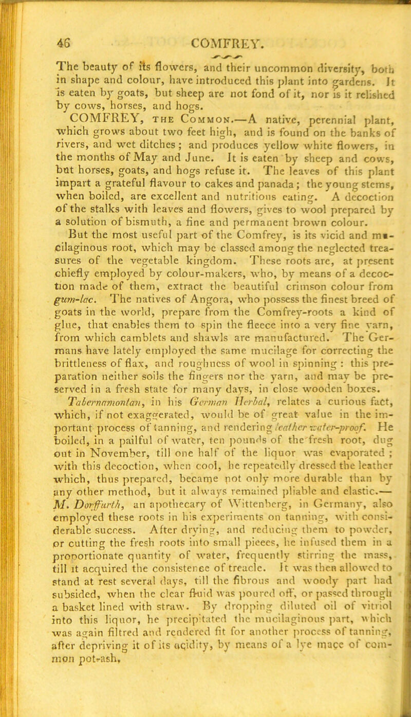 1 he beauty of its flowers, and their uncommon diversity, both in shape and colour, have introduced this plant into gardens. It is eaten by goats, but sheep are not fond of it, nor is it relished by cows, horses, and hogs. COMFREY, the Common.—A native, perennial plant, which grows about two feet high, and is found on the banks of rivers, and wet ditches ; and produces yellow white flowers, in the months of May and June. It is eaten by sheep and cows, but horses, goats, and hogs refuse it. The leaves of this plant impart a grateful flavour to cakes and panada ; the young stems, when boiled, are excellent and nutritions eating. A decoction of the stalks with leaves and flowers, gives to wool prepared by a solution of bismuth, a fine and permanent brown colour. But the most useful part of the Comfrey, is its vicid and mu- cilaginous root, which may be classed among the neglected trea- sures of the vegetable kingdom. These roots are, at present chiefly employed by colour-makers, who, by means of a decoc- tion made of them, extract the beautiful crimson colour from gU7n-lac. The natives of Angora, who possess the finest breed of goats in the world, prepare from the Comfrey-roots a kind of glue, that enables them to spin the fleece into a very fine varn, from which camblets and shawls are manufactured. The Ger- mans have lately employed the same mucilage for correcting the brittleness of flax, and roughness of wool in spinning : this pre- paration neither soils the fingers nor the yarn, and may be pre- served in a fresh state for many days, in close wooden boxes. Talernamontan, in his German Herbal, relates a curious fact, which, if not exaggerated, would be of great value in the im- portant process of tanning, and rendering leather isatcr-proof. He boiled, in a pailful of water, ten pounds of thefresh root, dug out in November, till one half of the liquor was evaporated ; with this decoction, when cool, he repeatedly dressed the leather which, thus prepared, became pot only more durable than by any other method, but it always remained pliable and elastic.— M. Dorffurth, an apothecary of Wittenberg, in Germany, also employed these roots in his experiments on tanning, with consi- derable success. After drying, and reducing them to powder, or cutting the fresh roots into small pieees, he infused them in a proportionate quantity of water, frequently stirring the mass, till it acquired the consistence of treacle. It was then allowed to stand at rest several days, till the fibrous and woody part had subsided, when the clear fluid was poured off, or passed through a basket lined with straw. By dropping diluted oil of vitriol into this liquor, he precipitated the. mucilaginous part, which was again filtred and rendered fit for another process of tanning, after depriving it of its nqidity, by means of a lye mace of com- mon potrash.