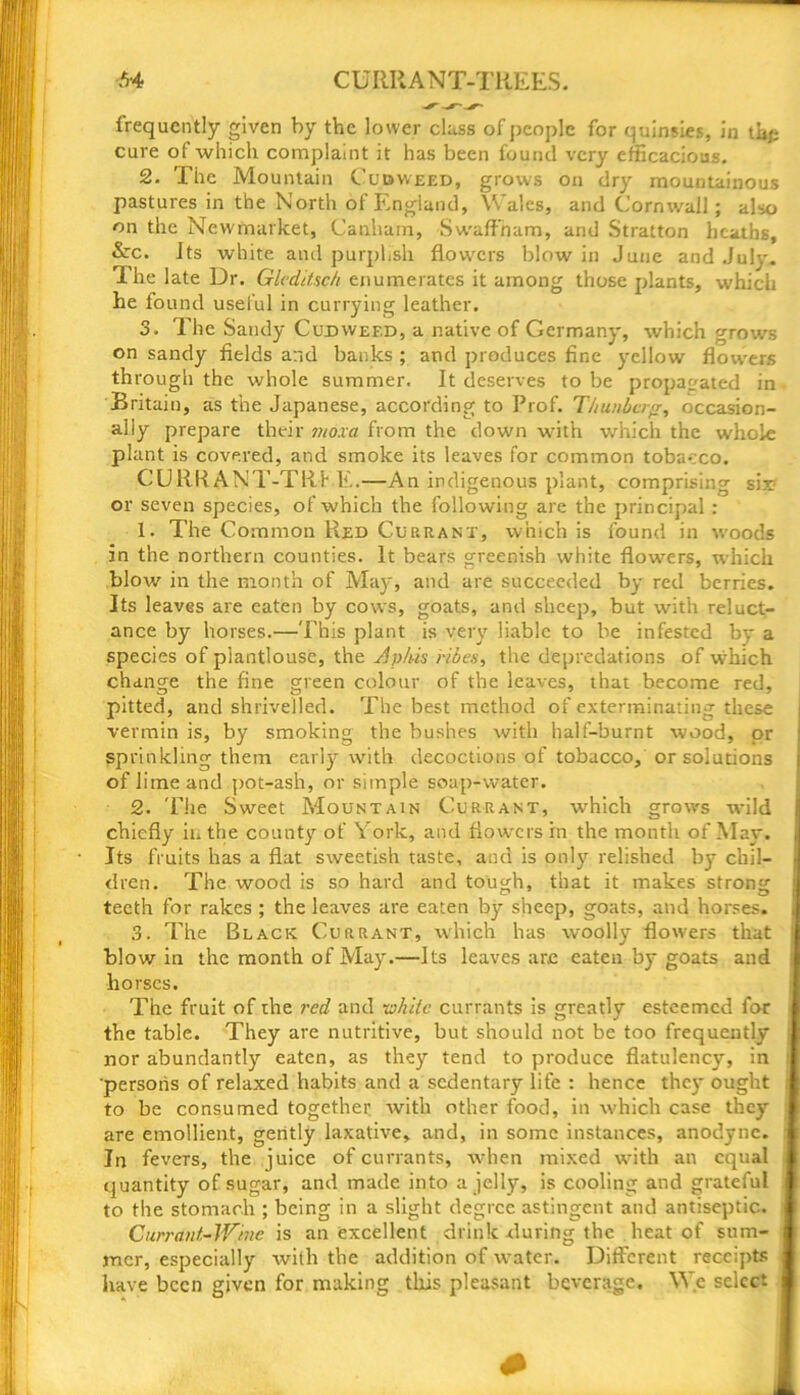 Y4 CURRANT-TREES. frequently given by the lower class of people for quinsies, in tlip cure of which complaint it has been found very efficacious. 2. The Mountain Cudweed, grows on dry mountainous pastures in the North of England, Wales, and Cornwall; also on the Newmarket, Canham, Swaffham, and Stratton heaths, &:c. Its white and purplish flowers blow in June and July. The late Dr. Glcditsc/i enumerates it among those plants, which he found useful in currying leather. 3. The Sandy Cudweed, a native of Germany, which grows on sandy fields and banks ; and produces fine yellow flowers th rough the whole summer. It deserves to be propagated in Britain, as the Japanese, according to Prof. T/tunbcrp, occasion- ally prepare their moxa from the down with which the whole plant is covered, and smoke its leaves for common tobacco. CURRANT-TREE.—An indigenous plant, comprising six or seven species, of which the following are the principal : 1. The Common Red Currant, which is found in woods in the northern counties. It bears greenish white flowers, which blow in the month of May, and are succeeded by red berries. Its leaves are eaten by cows, goats, and sheep, but with reluct- ance by horses.—This plant is very liable to be infested by a species of plantlouse, the Aphis riles, the depredations of which change the fine green colour of the leaves, that become red, pitted, and shrivelled. The best method of exterminating these vermin is, by smoking the bushes with half-burnt wood, or sprinkling them early with decoctions of tobacco, or solutions of lime and pot-ash, or simple soap-water. 2- The Sweet Mountain Currant, which grows wild chiefly in the county of York, and flowers in the month of May. Its fruits has a flat sweetish taste, and is only relished by chil- dren. The wood is so hard and tough, that it makes strong teeth for rakes ; the leaves are eaten by sheep, goats, and horses. 3. The Black Currant, which has woolly flowers that blow in the month of May.—Its leaves arc eaten by goats and horses. The fruit of the red and iwhite currants is greatly esteemed for the table. They are nutritive, but should not be too frequently nor abundantly eaten, as they tend to produce flatulency, in persons of relaxed habits and a sedentary life : hence they ought to be consumed together with other food, in which case they are emollient, gently laxative, and, in some instances, anodyne. In fevers, the juice of currants, when mixed with an equal quantity of sugar, and made into a jelly, is cooling and grateful to the stomach ; being in a slight degree astingent and antiseptic. Currant-Wine is an excellent drink fluring the heat of sum- mer, especially with the addition of water. Different receipts have been given for making this pleasant beverage. YVe select