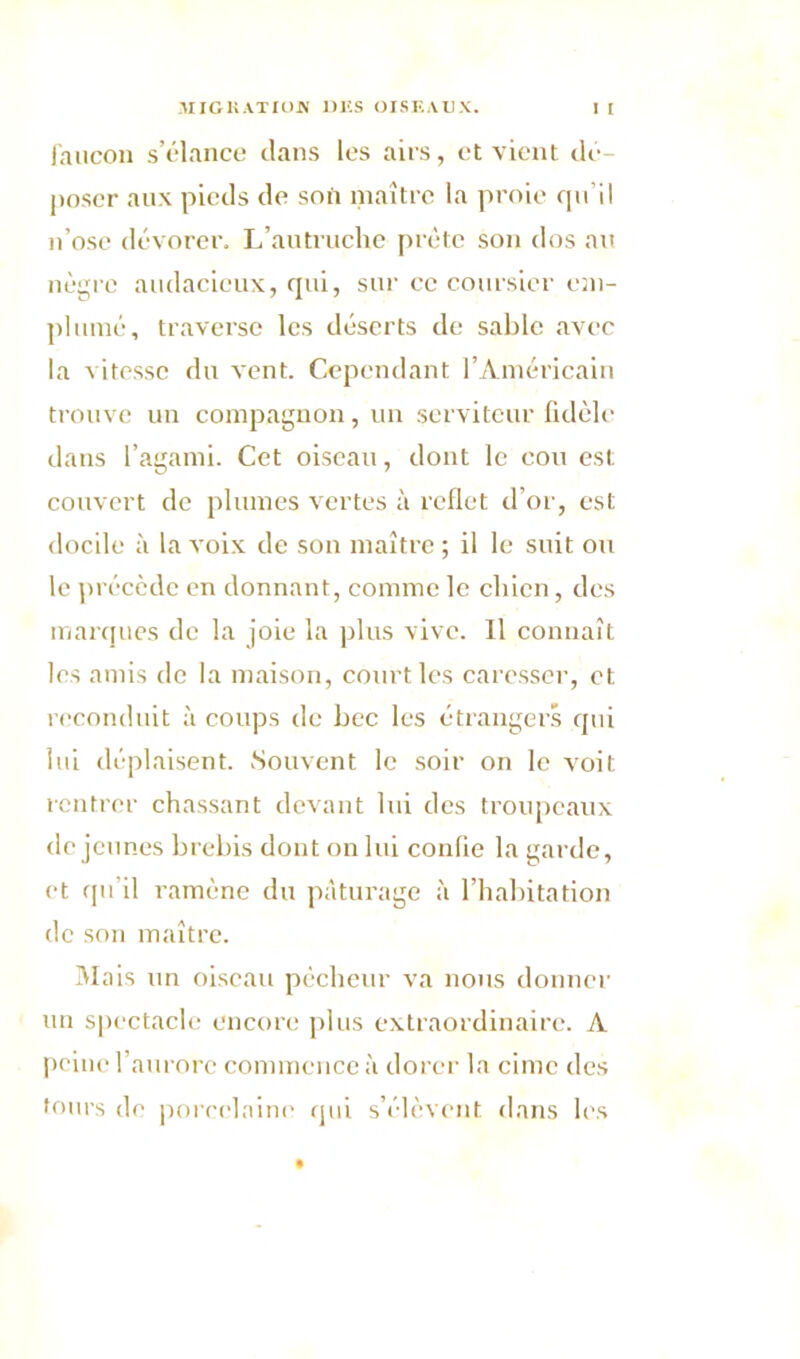 faucon s’élance clans les airs, et vient dé- poser aux pieds de son maître la proie qu’il n’ose dévorer. L’autruclie prête son dos au nègre audacieux, cpii, sur ce coursier em- plumé, traverse les déserts de sable avec la vitesse du vent. Cependant l’Américain trouve un compagnon, un serviteur fidèle dans l’agami. Cet oiseau, dont le cou est couvert de plumes vertes à reflet d’or, est docile à la voix de son maître ; il le suit ou le précède en donnant, comme le chien, des marques de la joie la plus vive. Il connaît les amis de la maison, court les caresser, et reconduit à coups de bec les étrangers qui lui déplaisent. Souvent le soir on le voit rentrer chassant devant lui des troupeaux de jeunes brebis dont on lui confie la garde, et qu’il ramène du pâturage à l’habitation de son maître. Mais un oiseau pêcheur va nous donner un spectacle encore plus extraordinaire. A peine l’aurore commence à dorer la cime des tours de porcelaine qui s’élèvent dans les