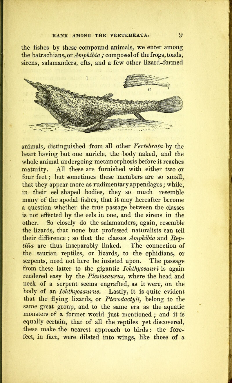 the fishes by these compound animals^ we enter among the batrachians, ox Amphibia; composed of the frogs, toads, sirens, salamanders, efts, and a few other lizard-formed animals, distinguished from all other Vertehrata by the heart having but one auricle, the body naked, and the whole animal undergoing metamorphosis before it reaches maturity. All these are furnished with either two or four feet; but sometimes these members are so small, that they appear more as rudimentary appendages; while, in their eel shaped bodies, they so much resemble many of the apodal fishes, that it may hereafter become a question whether the true passage between the classes is not effected by the eels in one, and the sirens in the other. So closely do the salamanders, again, resemble the lizardsj that none but professed naturalists can tell their difference ; so that the classes Amphibia and Riep- tUia are thus inseparably linked. The connection of the saurian reptiles, or lizards, to the ophidians, or serpents, need not here be insisted upon. The passage from these latter to the gigantic Ichthyosauri is again rendered easy by the Flesiosaurus, where the head and neck of a serpent seems engi’afted, as it were, on the body of an Ichthyosaurus. Lastly, it is quite evident that the fiying lizards, or Pterodactyli, belong to the same great group, and to the same era as the aquatic monsters of a former world just mentioned; and it is equally certain, that of all the reptiles yet discovered, these make the nearest approach to birds : the fore- feet, in fact, were dilated into wings, like those of a