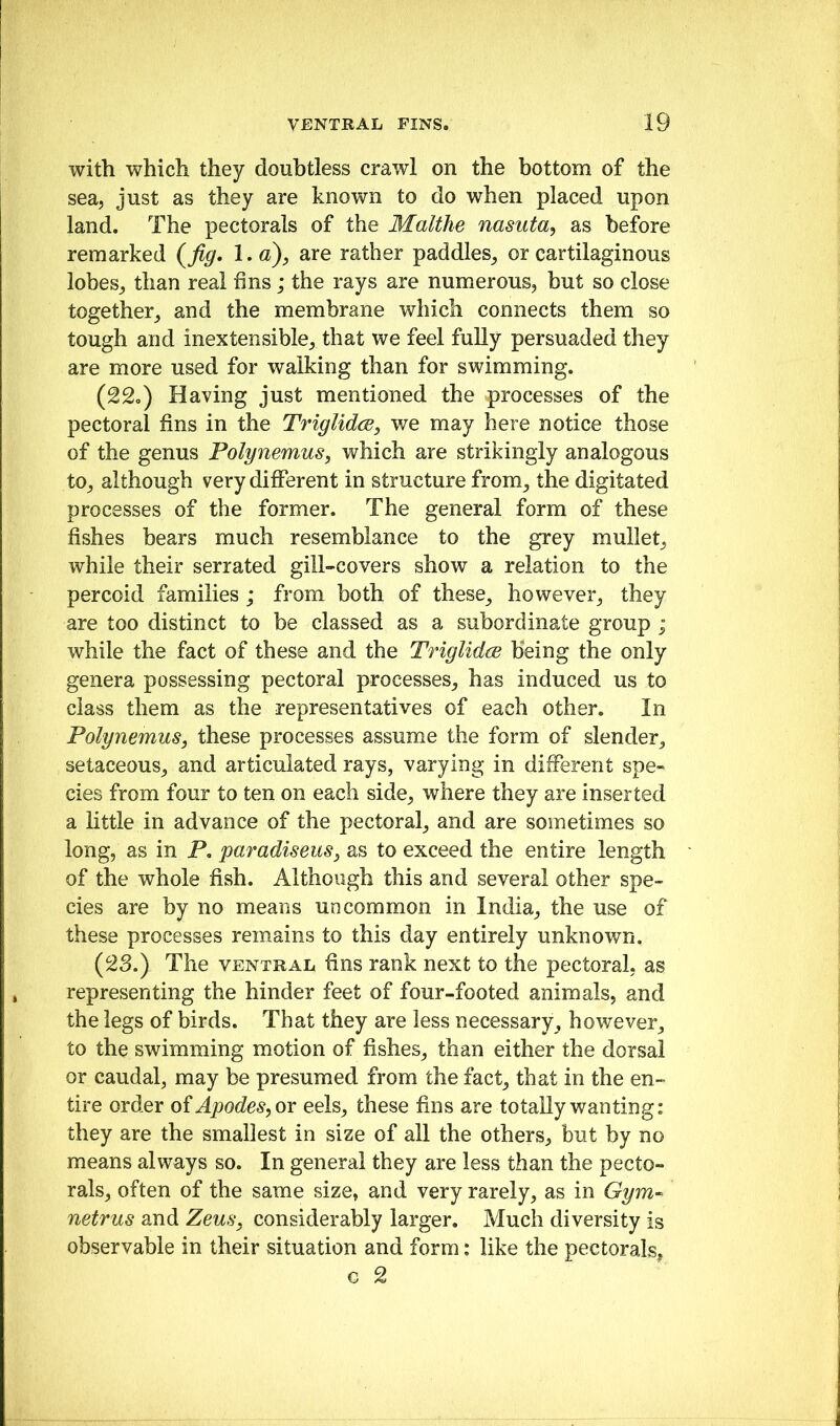 with which they doubtless crawl on the bottom of the sea, just as they are known to do when placed upon land. The pectorals of the Malthe nasuta, as before remarked (^fig, l.«)^ are rather paddles^ or cartilaginous lobesj than real fins; the rays are numerous, but so close together^ and the membrane which connects them so tough and inextensible, that we feel fully persuaded they are more used for walking than for swimming. (22,) Having just mentioned the processes of the pectoral fins in the Triglidce, we may here notice those of the genus Polynemus, which are strikingly analogous to^ although very different in structure from^ the digitated processes of the former. The general form of these fishes bears much resemblance to the grey mullet, while their serrated gill-covers show a relation to the percoid families ; from both of these, however, they are too distinct to be classed as a subordinate group ; while the fact of these and the Triglidm being the only genera possessing pectoral processes, has induced us to class them as the representatives of each other. In Polynemus, these processes assume the form of slender, setaceous, and articulated rays, varying in different spe- cies from four to ten on each side, where they are inserted a little in advance of the pectoral, and are sometimes so long, as in P, paradiseus^ as to exceed the entire length of the whole fish. Although this and several other spe- cies are by no means uncommon in India, the use of these processes remains to this day entirely unknown. (23.) The VENTRAL fins rank next to the pectoral, as representing the hinder feet of four-footed animals, and the legs of birds. That they are less necessary, however, to the swimming motion of fishes, than either the dorsal or caudal, may be presumed from the fact, that in the en- tire order ofApodes,or eels, these fins are totally wanting: they are the smallest in size of all the others, but by no means always so. In general they are less than the pecto- rals, often of the same size, and very rarely, as in Gym^ netrus and Zeus, considerably larger. Much diversity is observable in their situation and form: like the pectorals, G 2