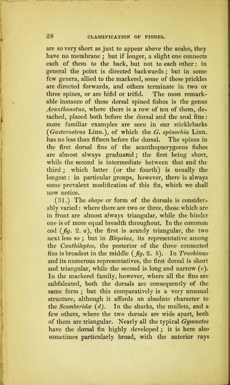 are so very short as just to appear above the scales^ they have no membrane ; but if longer^ a slight one connects each of them to the back^ but not to each other: in genera] the point is directed backwards; but in some few genera^ allied to the mackerel^ some of these prickles are directed forwards^ and others terminate in two or three spines^ or are bifid or trifid. The most remark- able instance of these dorsal spined fishes is the genus Acanthonotus, where there is a row of ten of them, de- tached, placed both before the dorsal and the anal fins: more familiar examples are seen in our sticklebacks (Gasterosteus Linn.), of which the G. spinochia Linn, has no less than fifteen before the dorsal. The spines in the first dorsal fins of the acanthopterygeous fishes are almost always gradualred; the first being short, while the second is intermediate between that and the third; which latter (or the fourth) is usually the longest: in particular groups, however, there is always some prevalent modification of this fin, which we shall now notice. (31.) The shape or form of the dorsals is consider- ably varied: where there are two or three, those which are in front are almost always triangular, while the hinder one is of more equal breadth throughout. In the common cod (fig. 2. a), the first is acutely triangular, the two next less so ; but in Blepsias, its representative among the Canthileptes, the posterior of the three connected fins is broadest in the middle {fig* 2. b). In Trachinus and its numerous representatives, the first dorsal is short and triangular, while the second is long and narrow (c). In the mackerel family, however, where all the fins are subfalcated, both the dorsals are consequently of the same form ; but this comparatively is a very unusual structure, although it affords an absolute character to the ScomberidcB {d). In the sharks, the mullets, and a few others, where the two dorsals are wide apart, both of them are triangular. Nearly all the typical Gymnetes have the dorsal fin highly developed; it is here also sometimes particularly broad, with the anterior rays