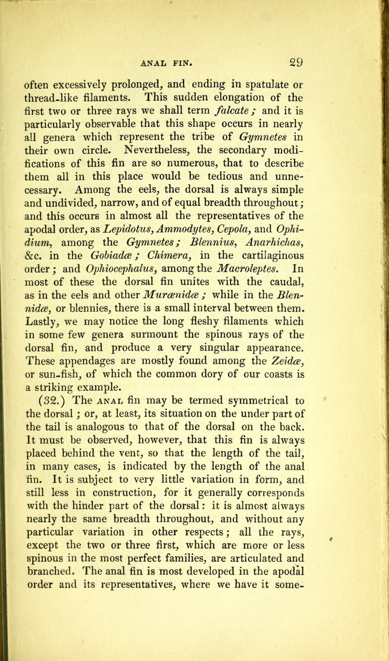 often excessively prolonged^ and ending in spatulate or thread-like filaments. This sudden elongation of the first two or three rays we shall term falcate ; and it is particularly observable that this shape occurs in nearly all genera which represent the tribe of Gymnetes in their own circle. Nevertheless^ the secondary modi- fications of this fin are so numerous, that to describe them all in this place would be tedious and unne- cessary. Among the eels, the dorsal is always simple and undivided, narrow, and of equal breadth throughout; and this occurs in almost all the representatives of the apodal order, as Lepidotus, Ammodytes, Cepola, and Ophi- dium^ among the Gymnetes; Blennius, Anarhichas, &c. in the Gobiadce; Chimera, in the cartilaginous order; and Ophiocephalus, among the Macroleptes. In most of these the dorsal fin unites with the caudal, as in the eels and other Murcenidae ; while in the Blen- nidcB, or blennies, there is a small interval between them. Lastly, we may notice the long fleshy filaments which in some few genera surmount the spinous rays of the dorsal fin, and produce a very singular appearance. These appendages are mostly found among the ZeidcE, or sun-fish, of which the common dory of our coasts is a striking example. (32.) The ANAL fin may be termed symmetrical to the dorsal; or, at least, its situation on the under part of the tail is analogous to that of the dorsal on the back. It must be observed, however, that this fin is always placed behind the vent, so that the length of the tail, in many cases, is indicated by the length of the anal fin. It is subject to very little variation in form, and still less in construction, for it generally corresponds with the hinder part of the dorsal: it is almost always nearly the same breadth throughout, and without any particular variation in other respects; all the rays, except the two or three first, which are more or less spinous in the most perfect families, are articulated and branched. The anal fin is most developed in the apodal order and its representatives, where we have it some-