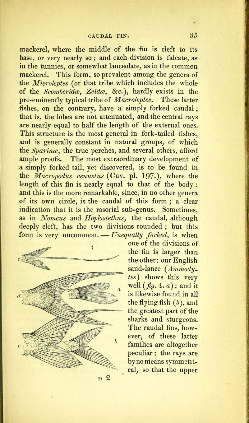 mackerel, where the middle of the fin is cleft to its base, or very nearly so; and each division is falcate, as in the tunnies, or somewhat lanceolate, as in the common mackerel. This form, so prevalent among the genera of the Microleptes (or that tribe which includes the whole of the ScomberidcBf Zeidce^ &c,), hardly exists in the pre-eminently typical tribe of Macroleptes. These latter fishes, on the contrary, have a simply forked caudal; that is, the lobes are not attenuated, and the central rays are nearly equal to half the length of the external ones. This structure is the most general in fork-tailed fishes, and is generally constant in natural groups, of which the Sparince, the true perches, and several others, afford ample proofs. The most extraordinary development of a simply forked tail, yet discovered, is to be found in the Macropodus venustus (Cuv. pi. 1970^ where the length of this fin is nearly equal to that of the body : and this is the more remarkable, since, in no other genera of its own circle, is the caudal of this form ; a clear indication that it is the rasorial sub-genus. Sometimes, as in Nomeus and Hoplostethus, the caudal, although deeply cleft, has the two divisions rounded; but this form is very uncommon. — Unequally forked, is when one of the divisions of the fin is larger than the other: our English sand-lance (^Ammody- tes) shows this very ^ well {fig. 4. a); and it is likewise found in all the flying fish (b), and —* the greatest part of the y ^ families are altogether peculiar: the rays are by no means symmetri- ^ cal, so that the upper sharks and sturgeons. The caudal fins, how- ever, of these latter