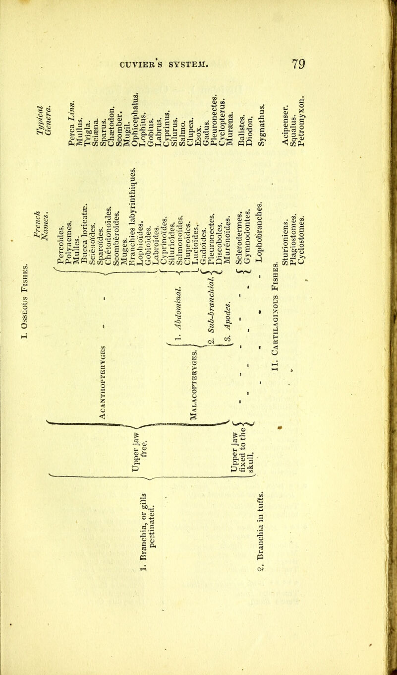 [. Osseous Fishes. II. Cartilaginous Fishes.