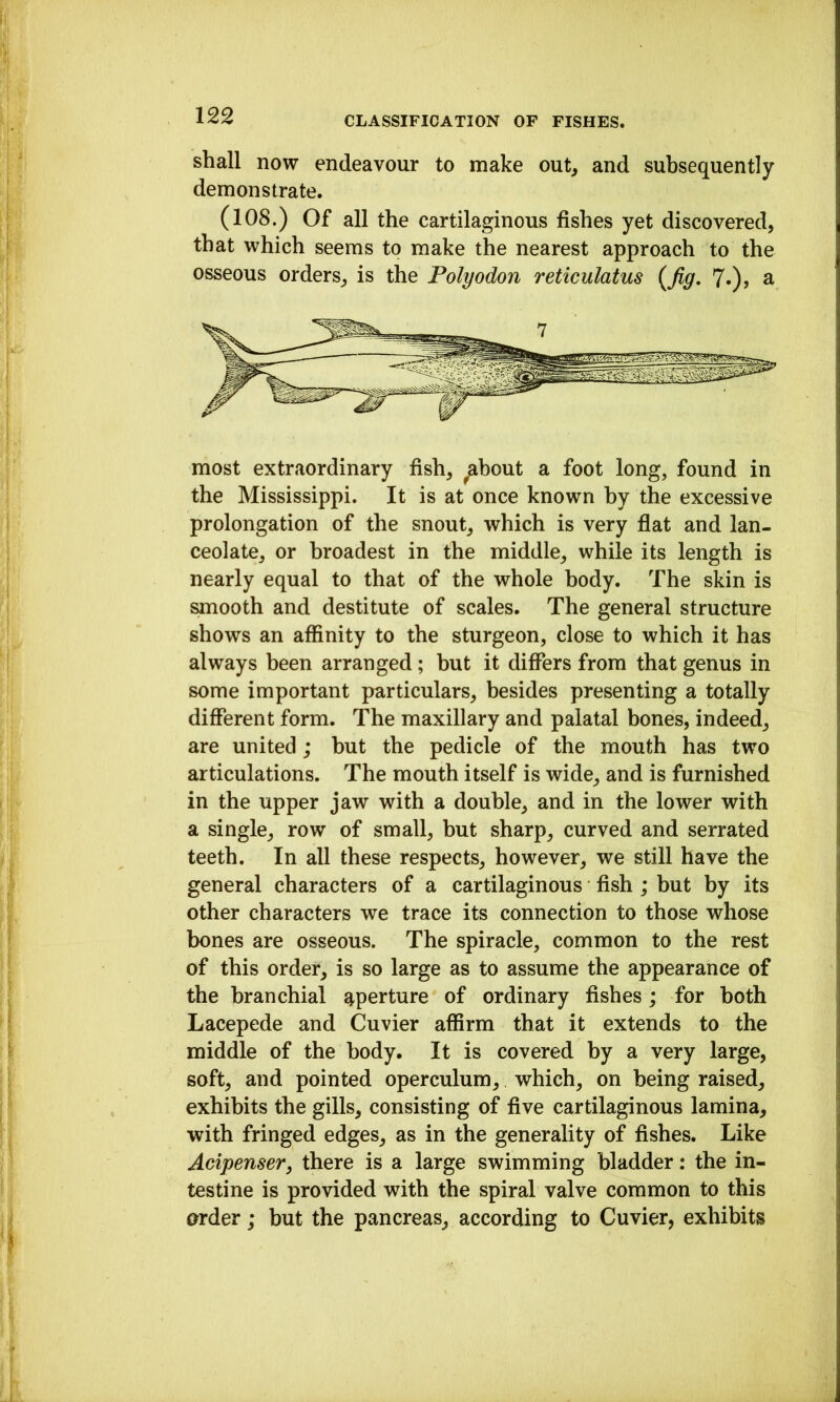 shall now endeavour to make out, and subsequently demonstrate. (108.) Of all the cartilaginous fishes yet discovered, that which seems to make the nearest approach to the osseous orders, is the Polyodon reticulatus {Jig, 7*)> ^ most extraordinary fish, ^bout a foot long, found in the Mississippi. It is at once known by the excessive prolongation of the snout, which is very flat and lan- ceolate, or broadest in the middle, while its length is nearly equal to that of the whole body. The skin is smooth and destitute of scales. The general structure shows an affinity to the sturgeon, close to which it has always been arranged; but it differs from that genus in some important particulars, besides presenting a totally different form. The maxillary and palatal bones, indeed, are united; but the pedicle of the mouth has two articulations. The mouth itself is wide, and is furnished in the upper jaw with a double, and in the lower with a single, row of small, but sharp, curved and serrated teeth. In all these respects, however, we still have the general characters of a cartilaginous fish ; but by its other characters we trace its connection to those whose bones are osseous. The spiracle, common to the rest of this order, is so large as to assume the appearance of the branchial aperture of ordinary fishes; for both Lacepede and Cuvier affirm that it extends to the middle of the body. It is covered by a very large, soft, and pointed operculum, which, on being raised, exhibits the gills, consisting of five cartilaginous lamina, with fringed edges, as in the generality of fishes. Like Acipenser, there is a large swimming bladder: the in- testine is provided with the spiral valve common to this order; but the pancreas, according to Cuvier, exhibits