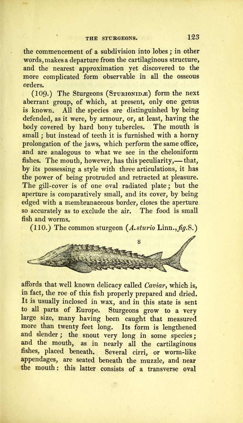 the commencement of a subdivision into lobes; in other words_, makes a departure from the cartilaginous structure, and the nearest approximation yet discovered to the more complicated form observable in all the osseous orders. (109.) The Sturgeons (Sturionid^) form the next aberrant group, of which, at present, only one genus is known. All the species are distinguished by being defended, as it were, by armour, or, at least, having the body covered by hard bony tubercles. The mouth is small; but instead of teeth it is furnished with a horny prolongation of the jaws, which perform the same office, and are analogous to what we see in the cheloniform fishes. The mouth, however, has this peculiarity,— that, by its possessing a style with three articulations, it has the power of being protruded and retracted at pleasure. The gill-cover is of one oval radiated plate; but the aperture is comparatively small, and its cover, by being edged with a membranaceous border, closes the aperture^ so accurately as to exclude the air. The food is small fish and worms. (110.) The common sturgeon (A.sturio Linn.,^^.8.) affords that well known delicacy called Caviar, which is, in fact, the roe of this fish properly prepared and dried. It is usually inclosed in wax, and in this state is sent to all parts of Europe. Sturgeons grow to a very large size, many having been caught that measured more than twenty feet long. Its form is lengthened and slender; the snout very long in some species; and the mouth, as in nearly all the cartilaginous fishes, placed beneath. Several cirri, or worm-like appendages, are seated beneath the muzzle, and near the mouth: this latter consists of a transverse oval